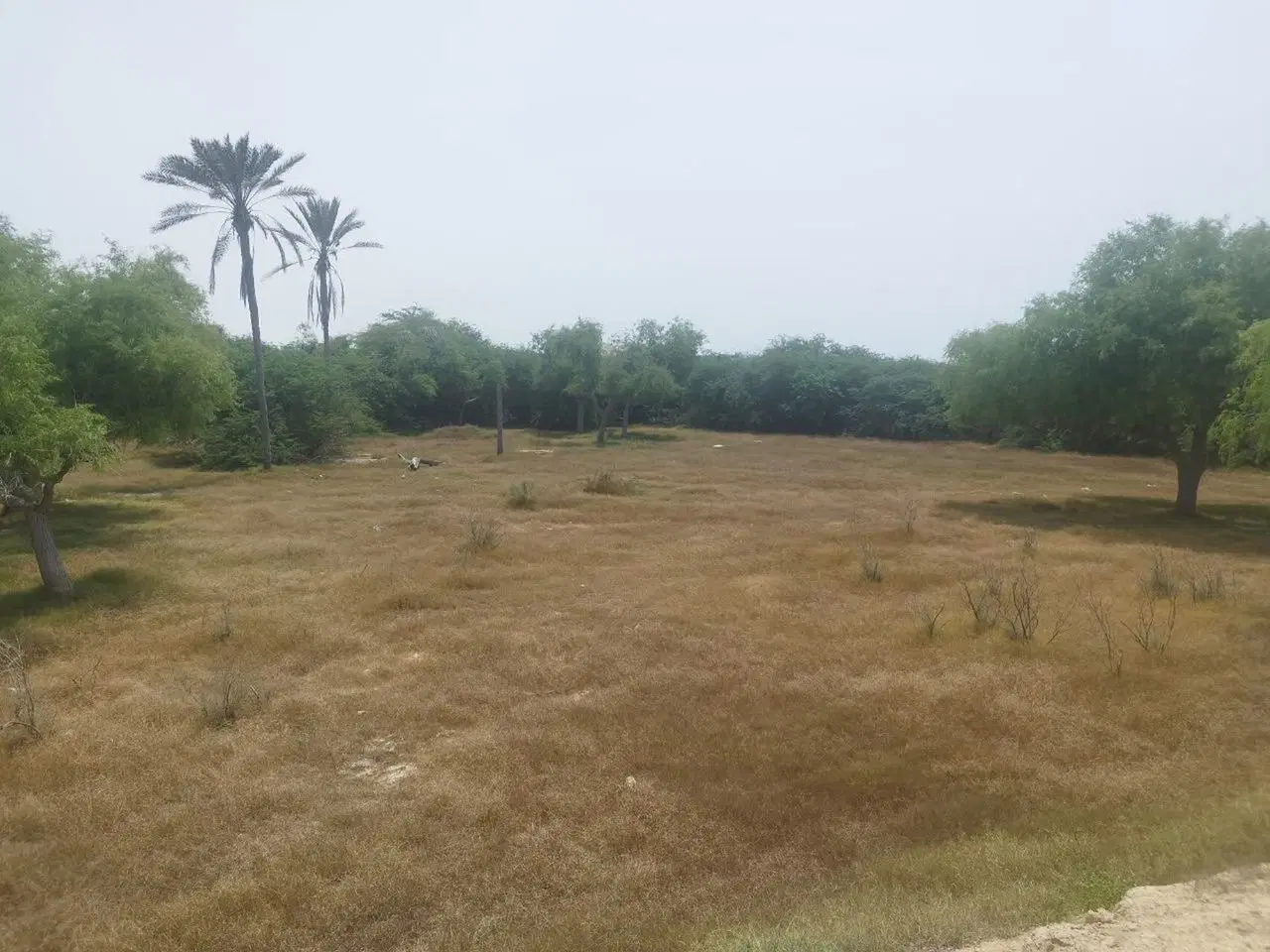 زمین روستای نقاشه