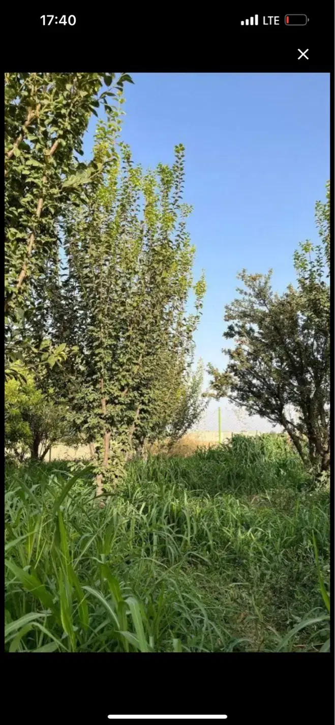 ۳۰۵ متر باغچه دور دیوار شهرکی
