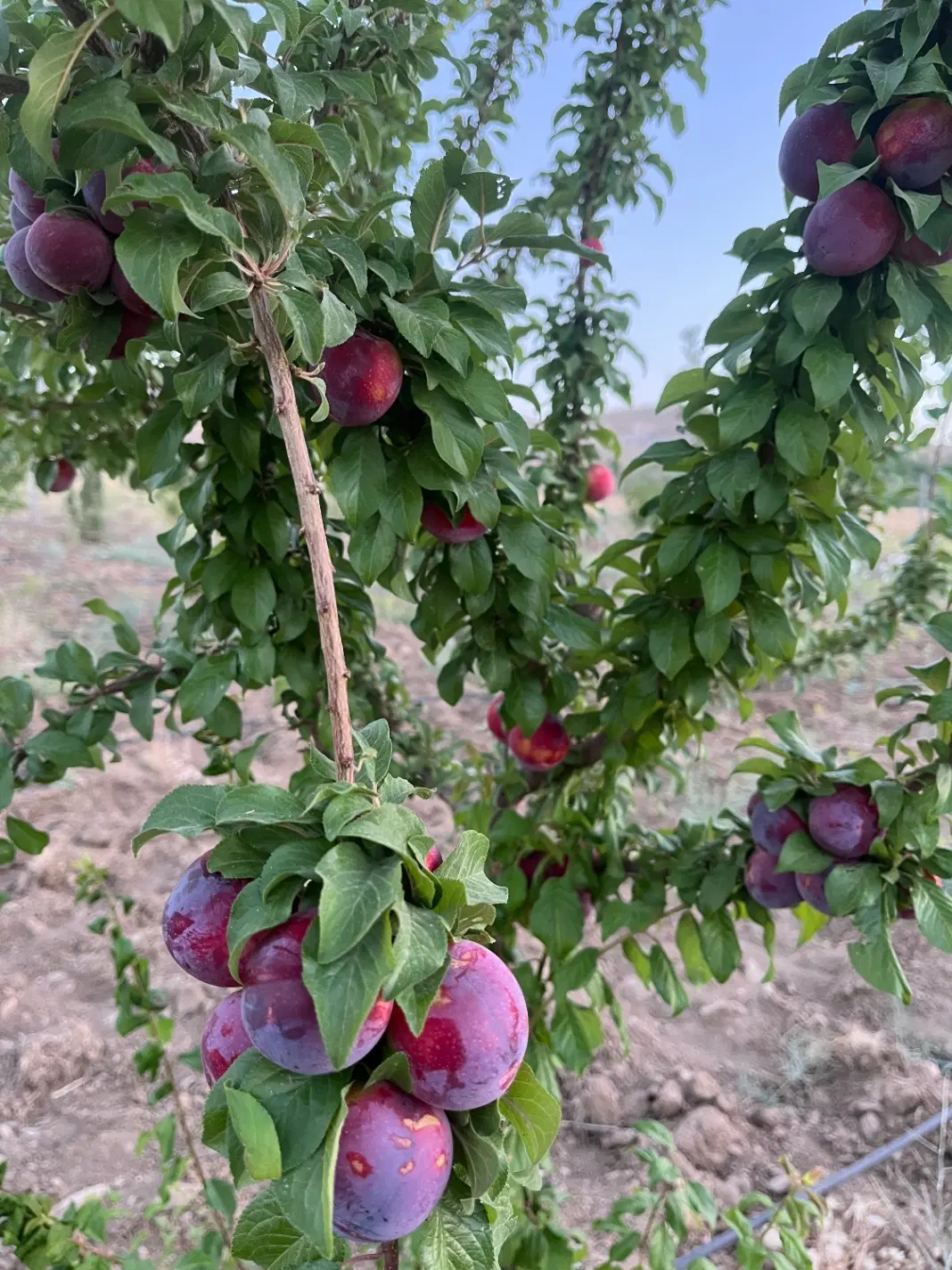 فروش باغ