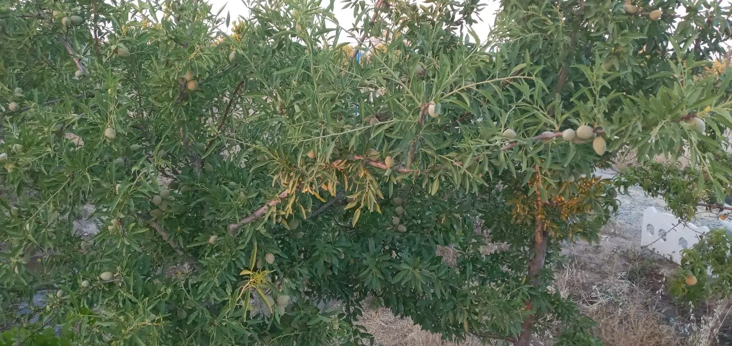 باغ ویلای سر سبز آماده صفا