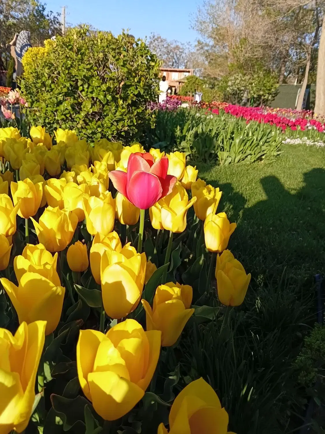 زمین باغی
