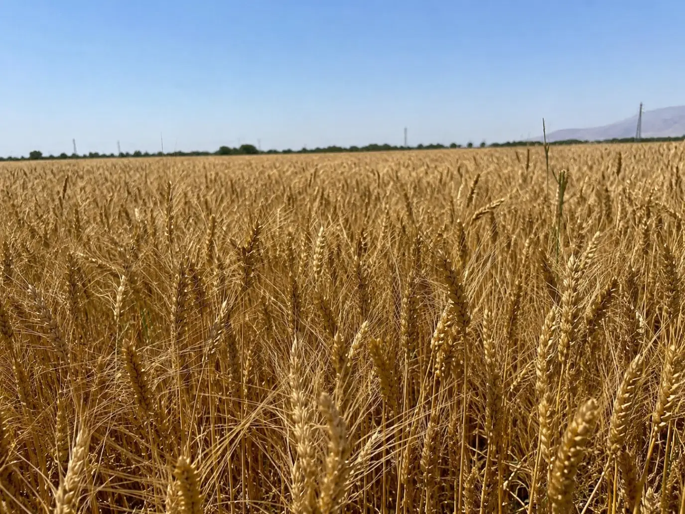 زمین کشاورزی