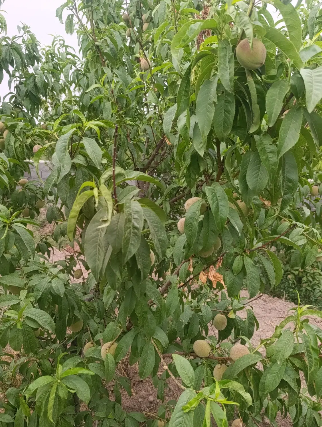 باغچه
