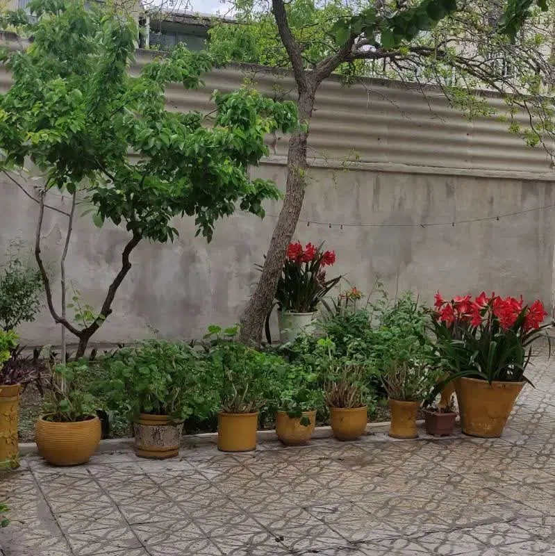 داوران