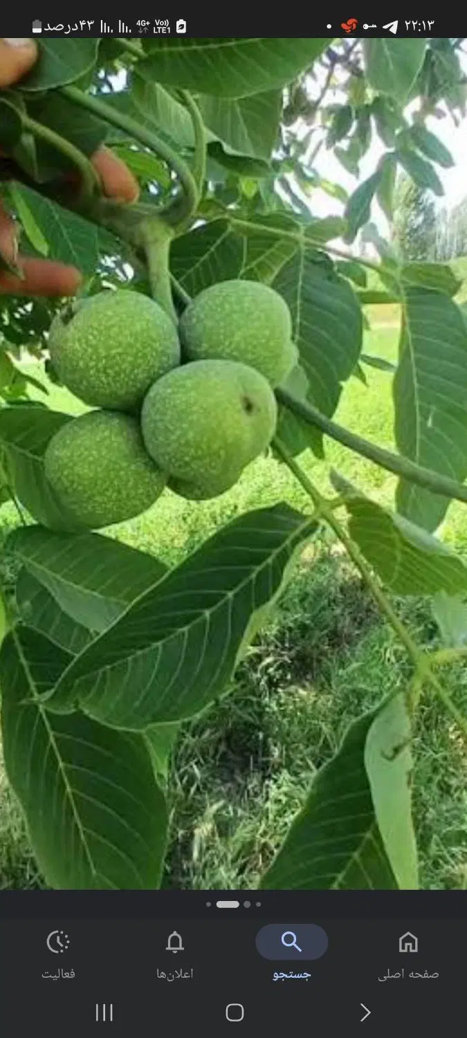 باغ گردو بادام