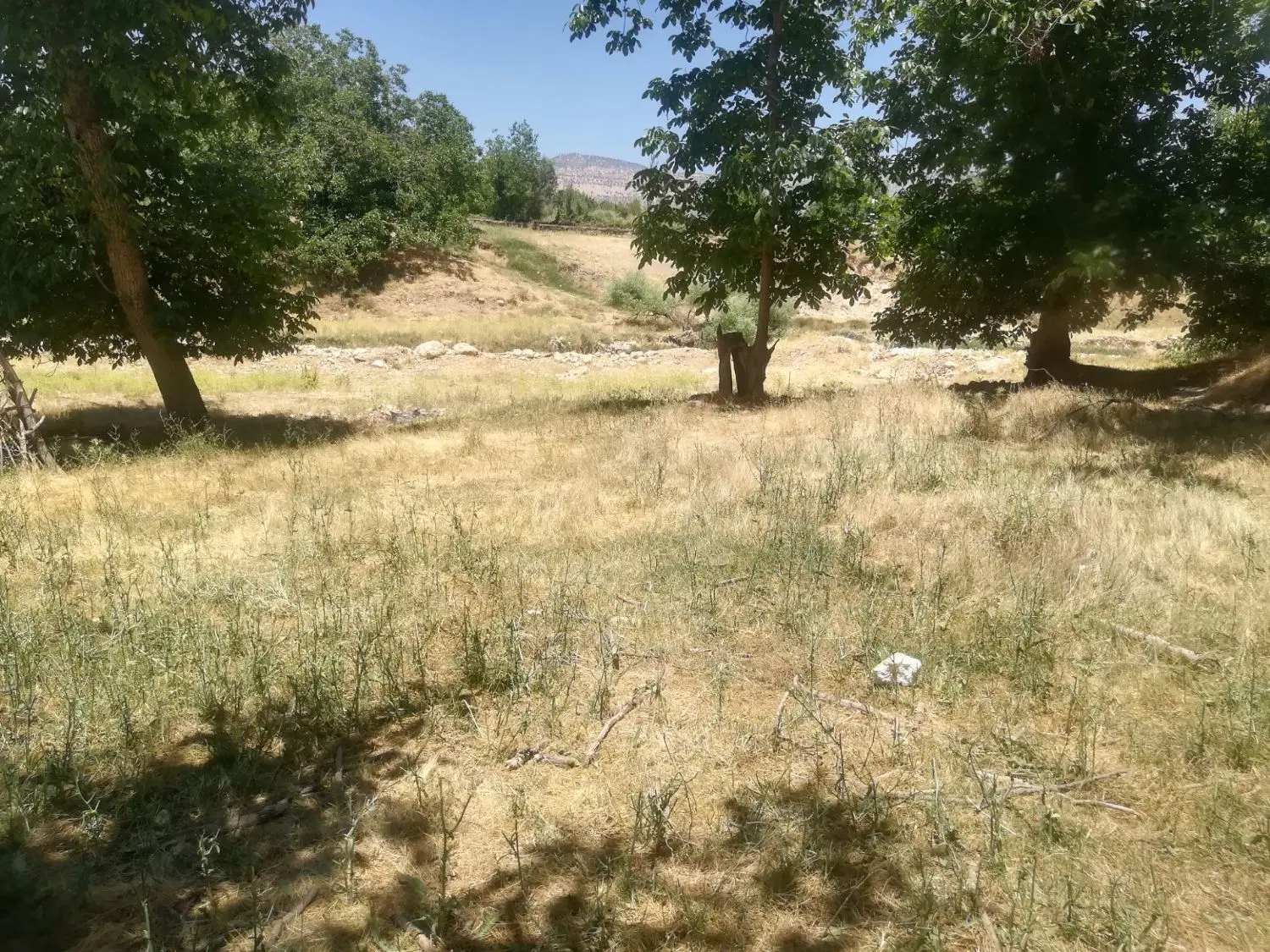 زمین باغ