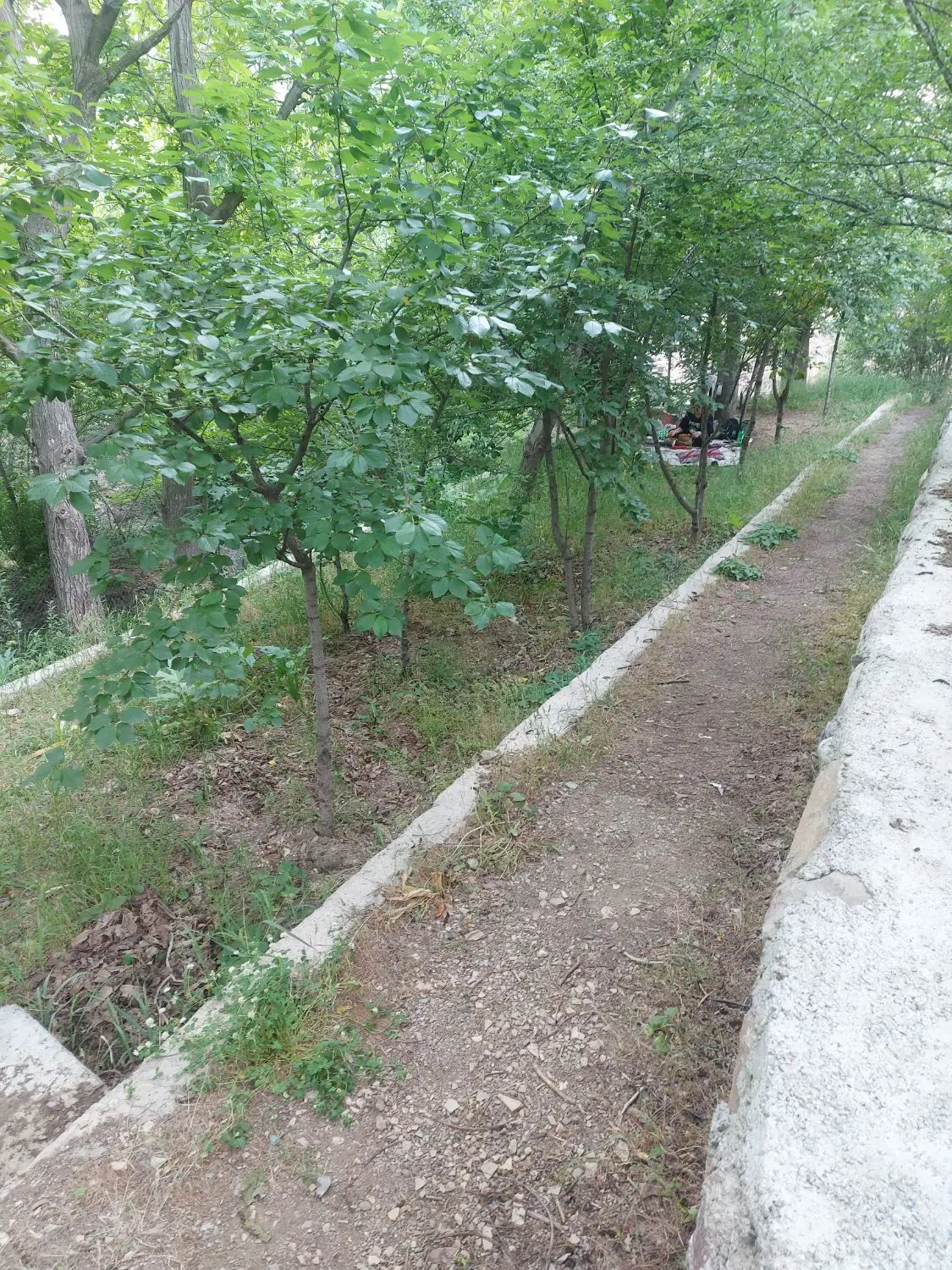 زمین باغ در روستای همه جا(در جاده چالوس )