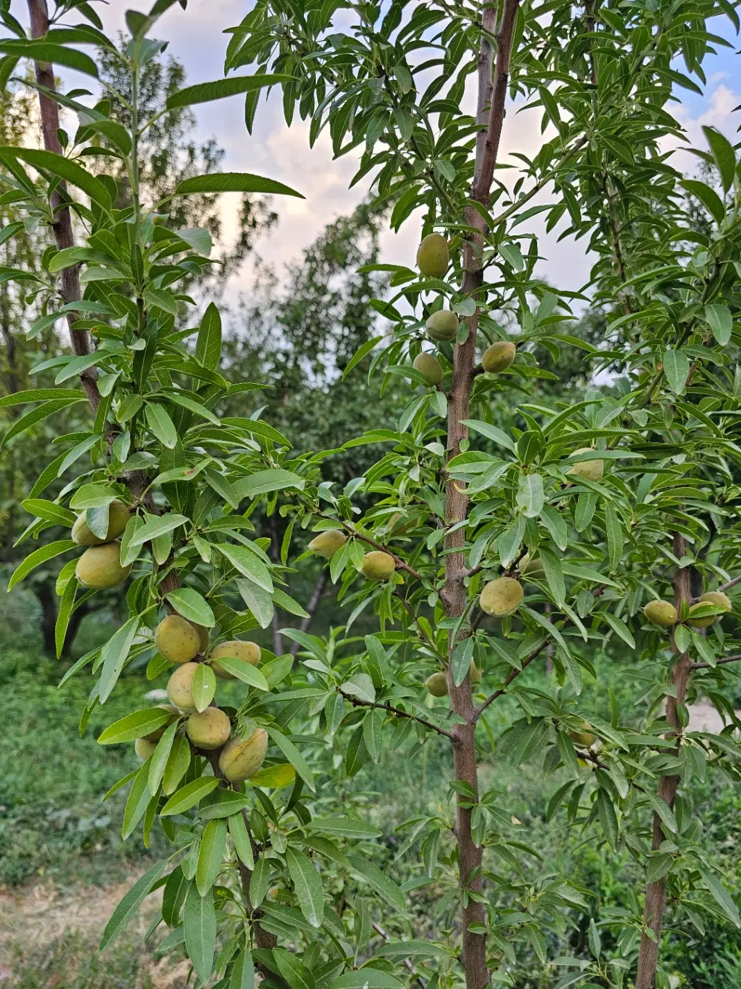 فروش باغ سرسبز