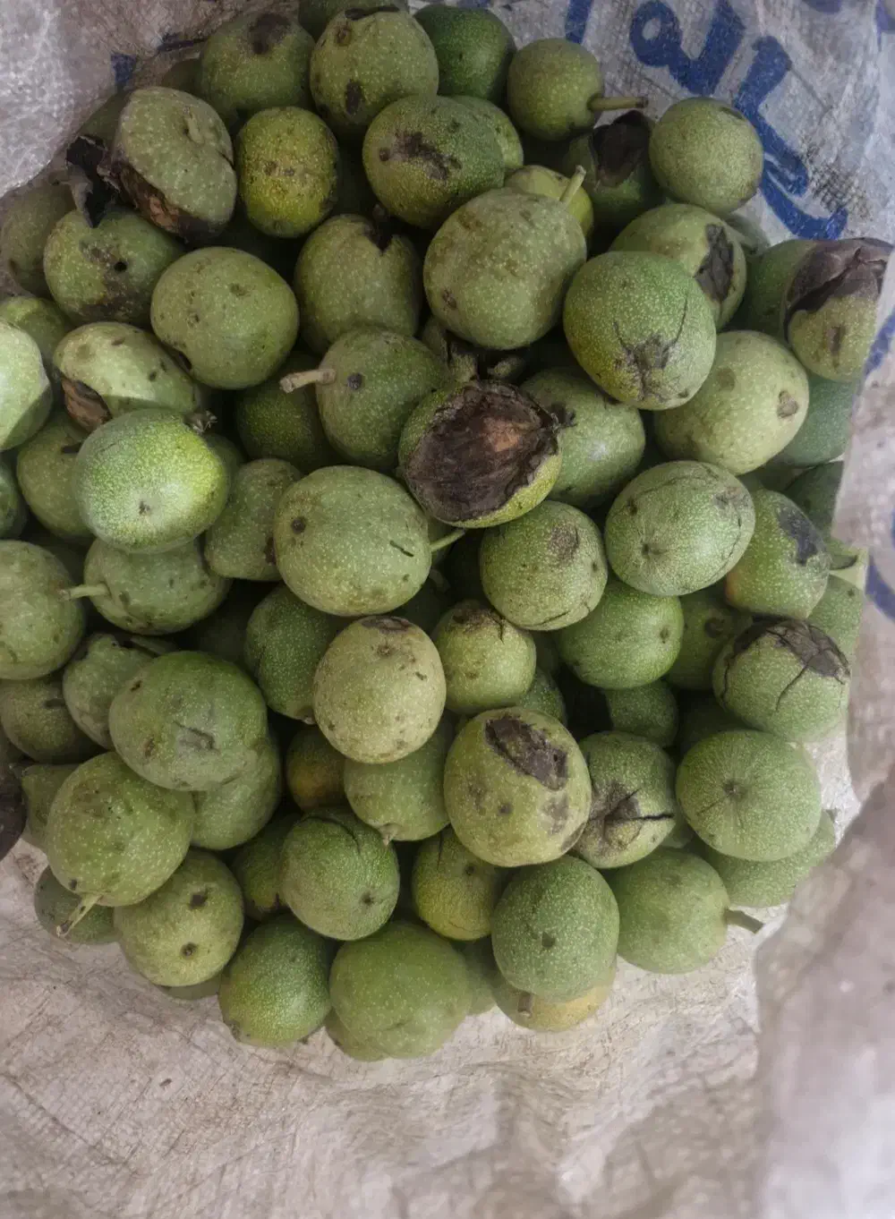 باغ گردو فروش فوری