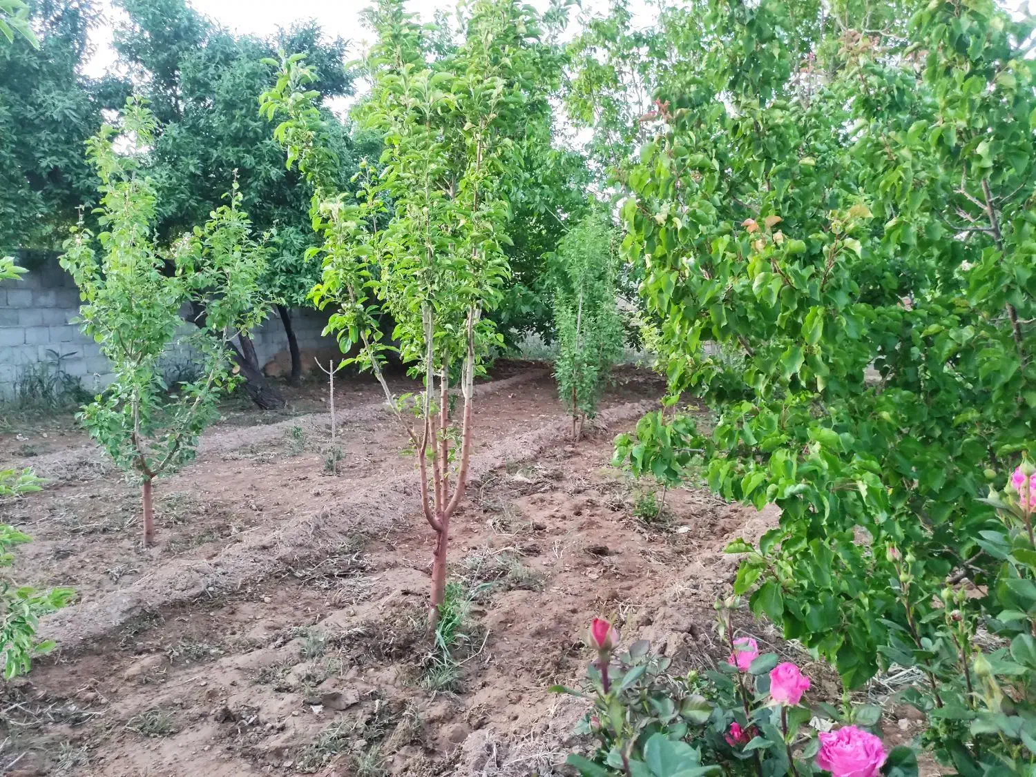 باغ ۶۰۰ متری با درب ودیواروآب قنات