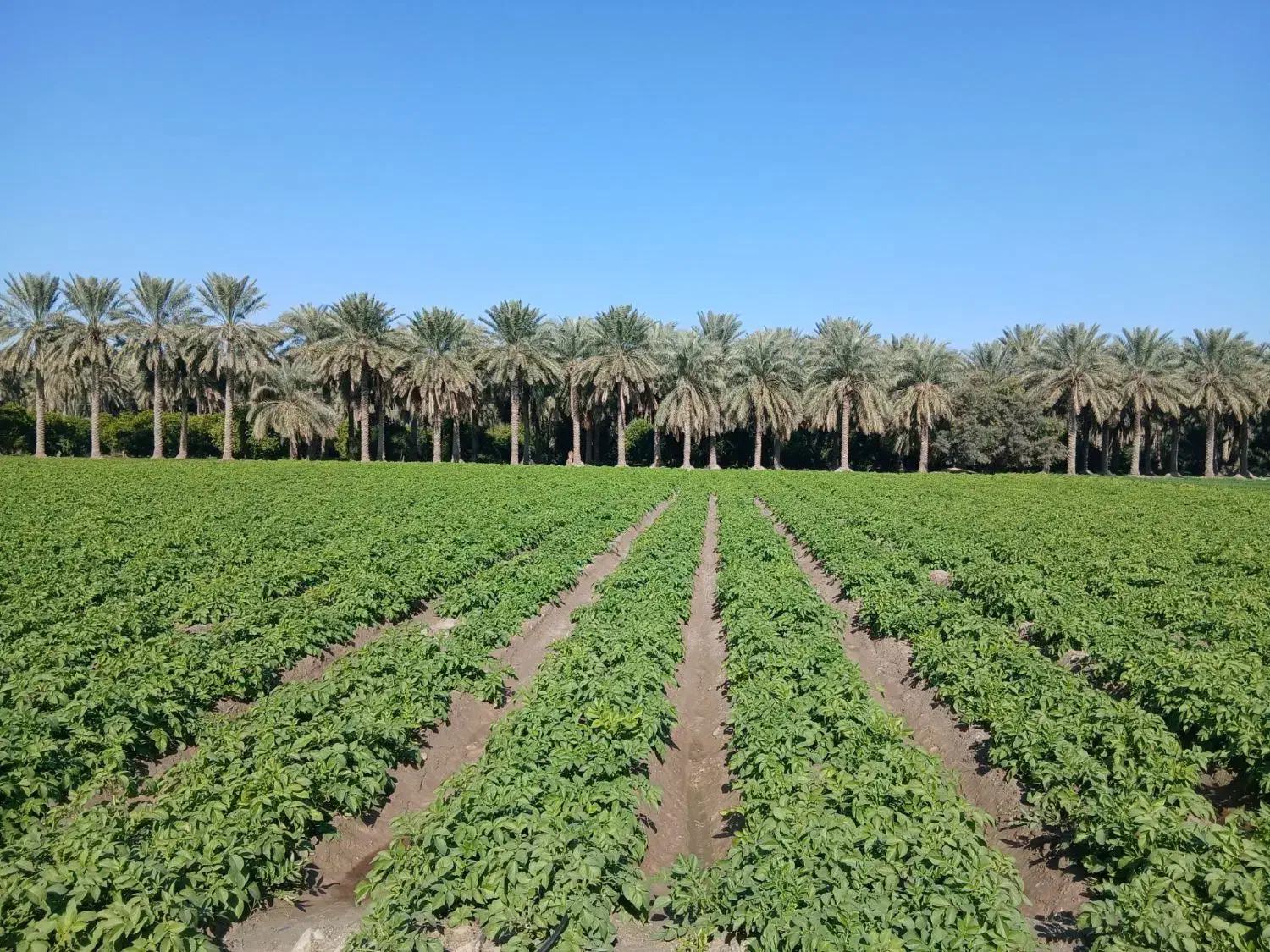 اجاره زمین کشاورزی