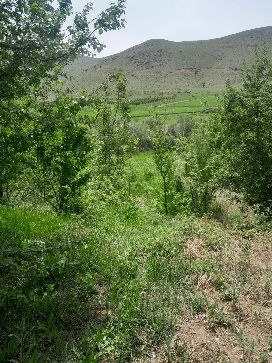 باغ ۱۷۰۰ متری