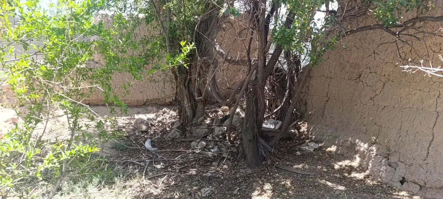باغ چهار دیواری با آب روستا بادرختای قدیمی