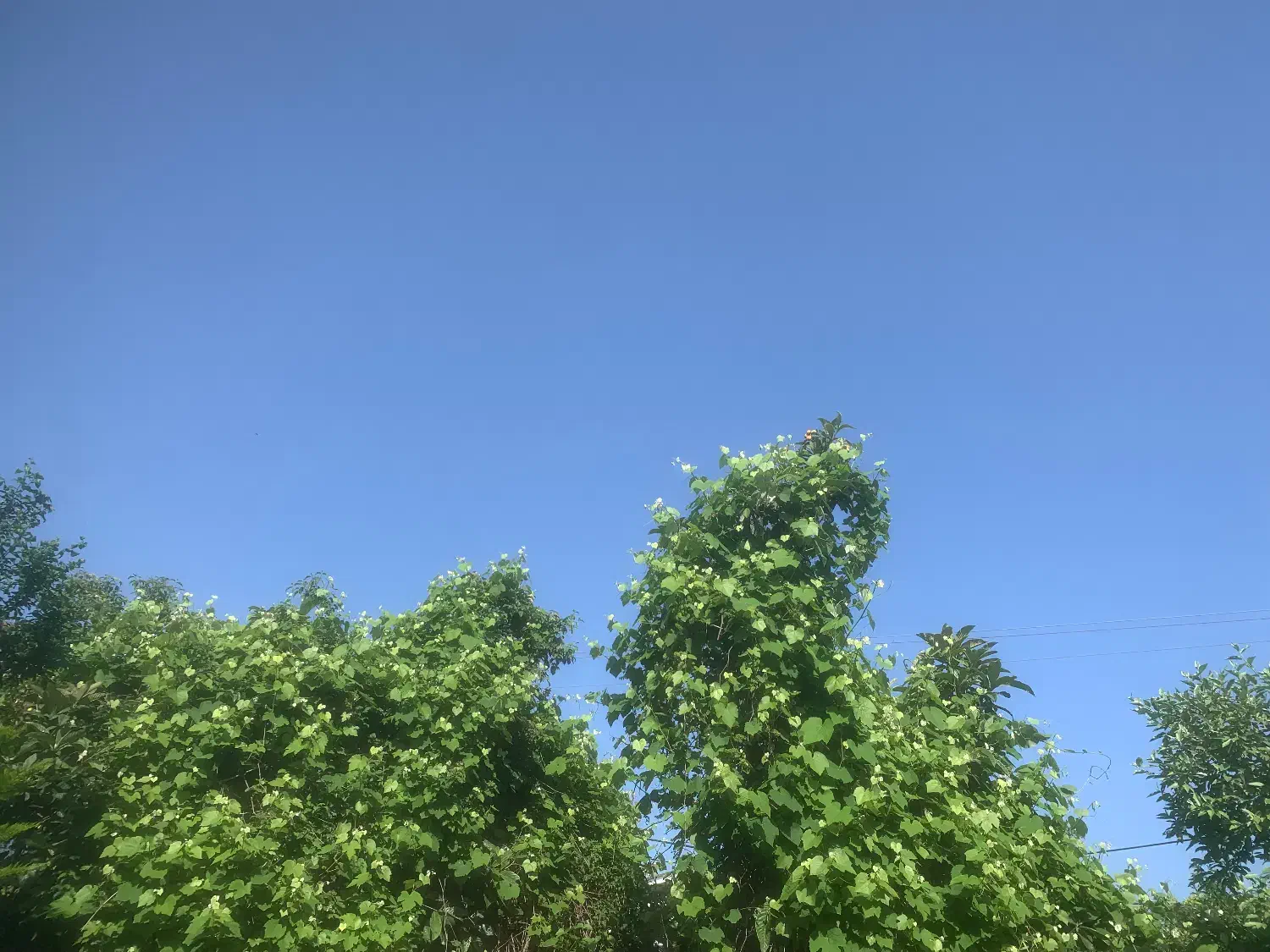 شیرود شریف اباد باغ خورما لو دوسمت جاده