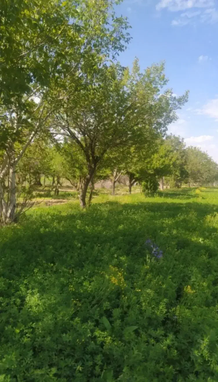 فروش زمین باغی و بایر وغیره
