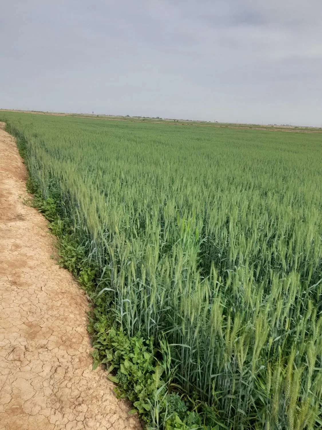 اجاره زمین کشاورزی