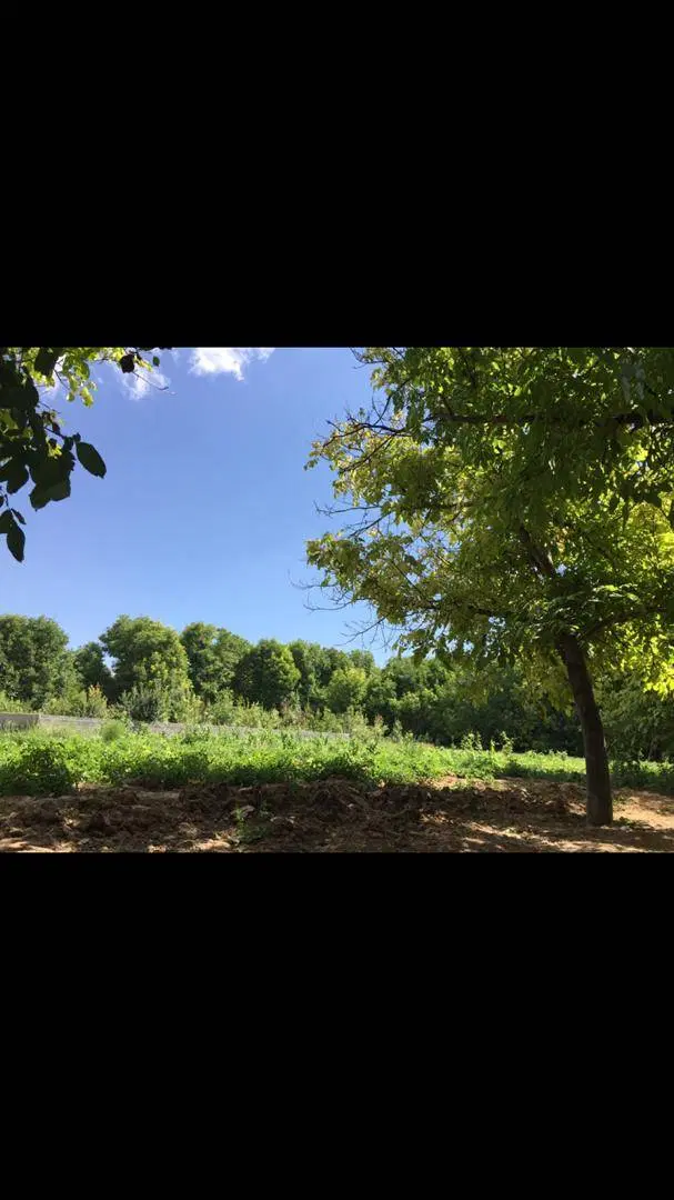 باغ فیروزه