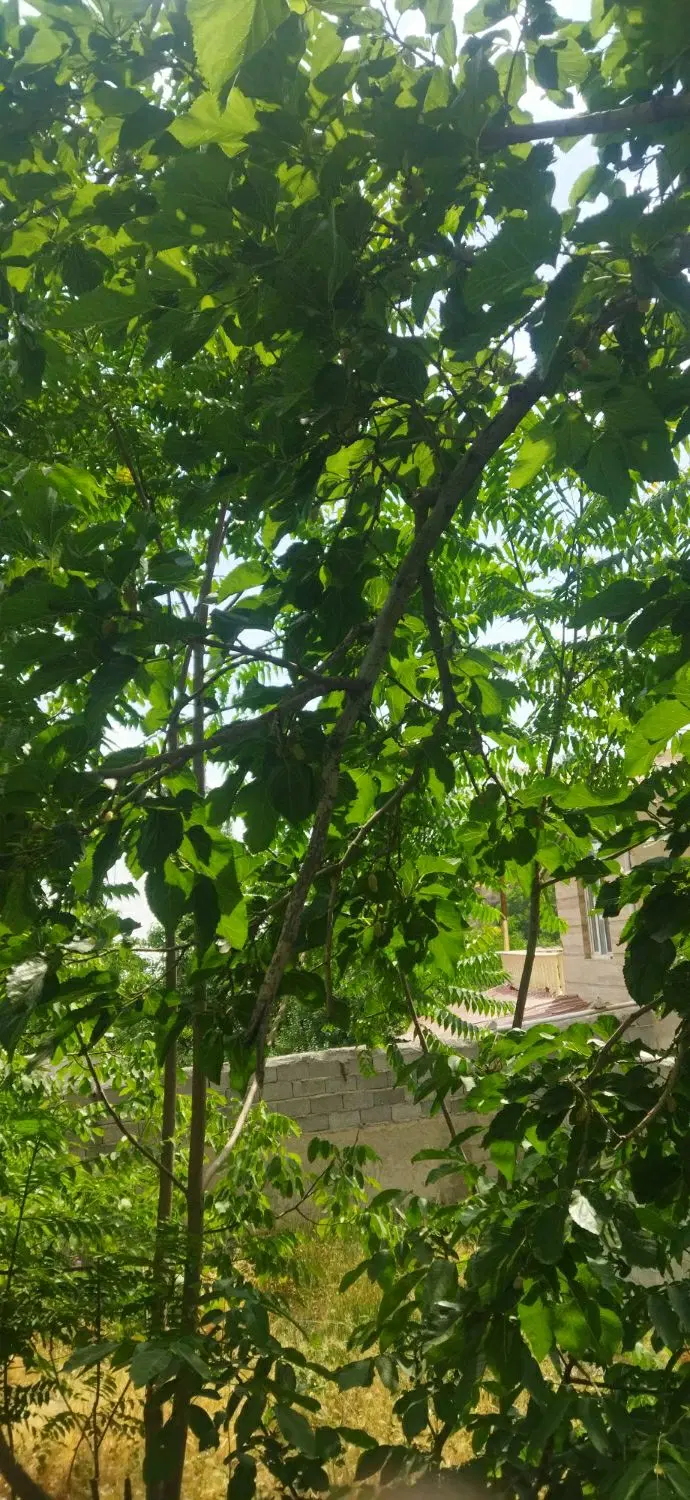 500متر زمین روستای اتشگاه