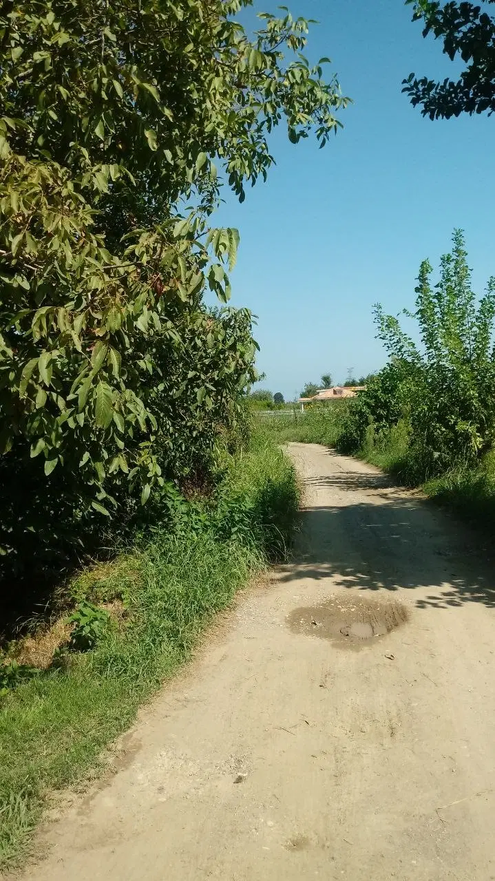 زمین باغی پرتقال