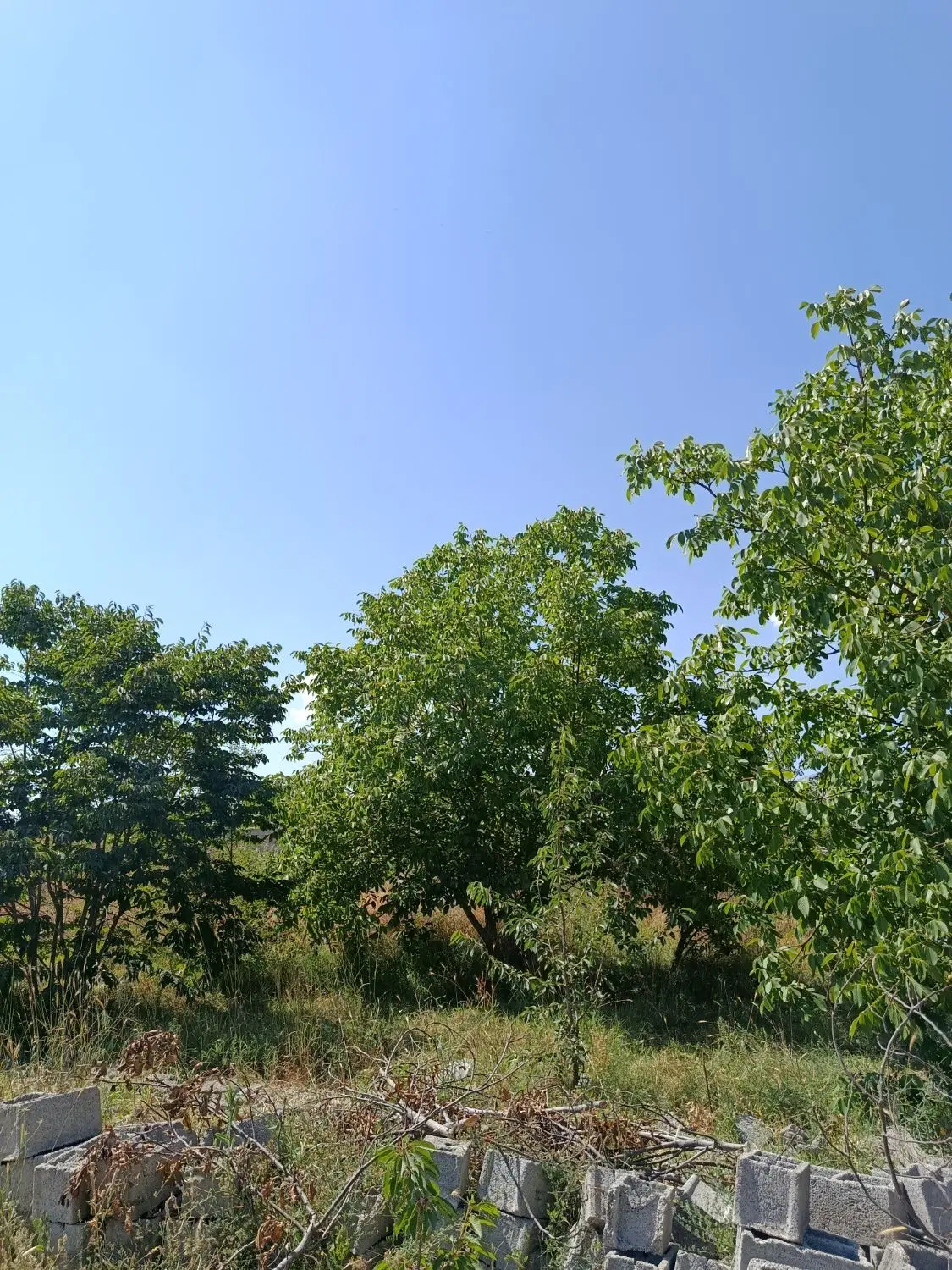 باغچه 202متری  فشند