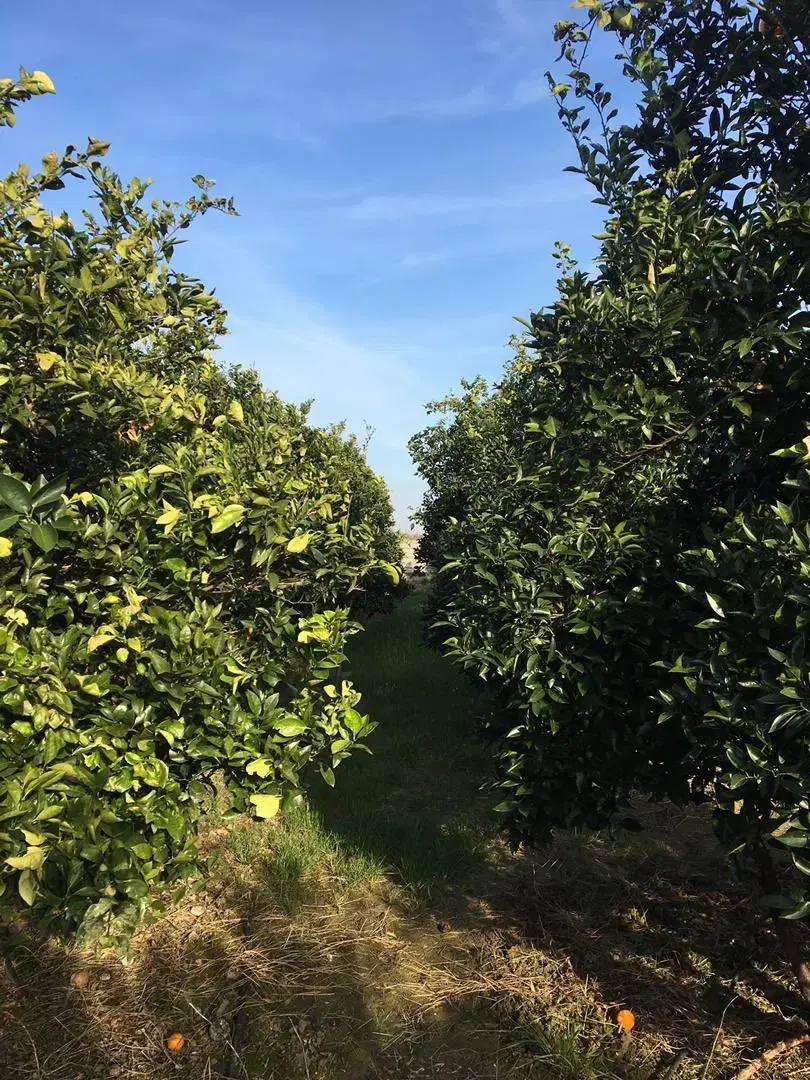 فروش باغ پرتقال ۱۰۰۰ متر روستای اطراف بابل