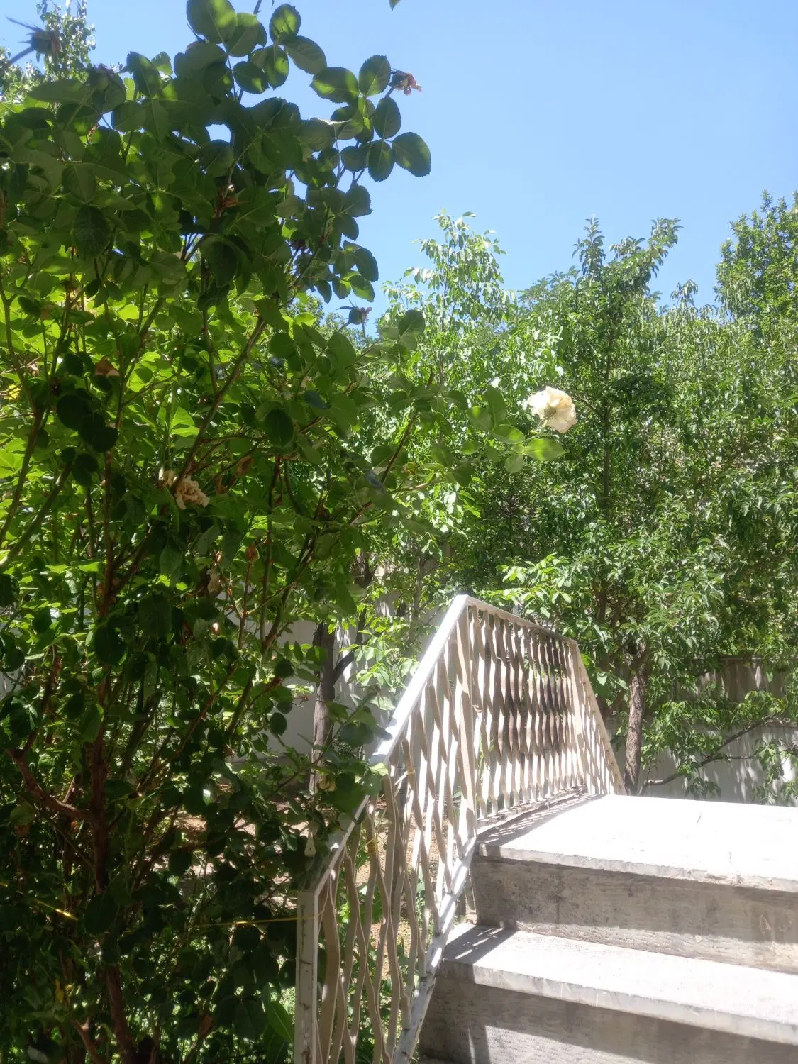 تجریش_ فناخسرو ۱۰۰ متر _تخلیه