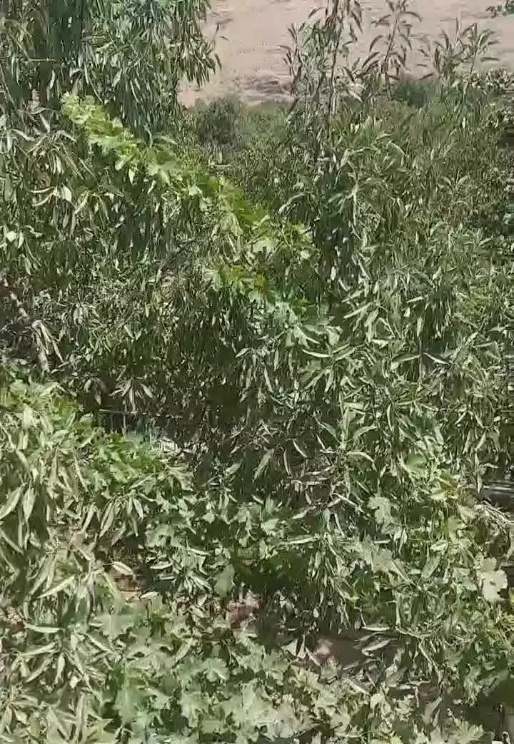 باغ ویلا در کرمجگان