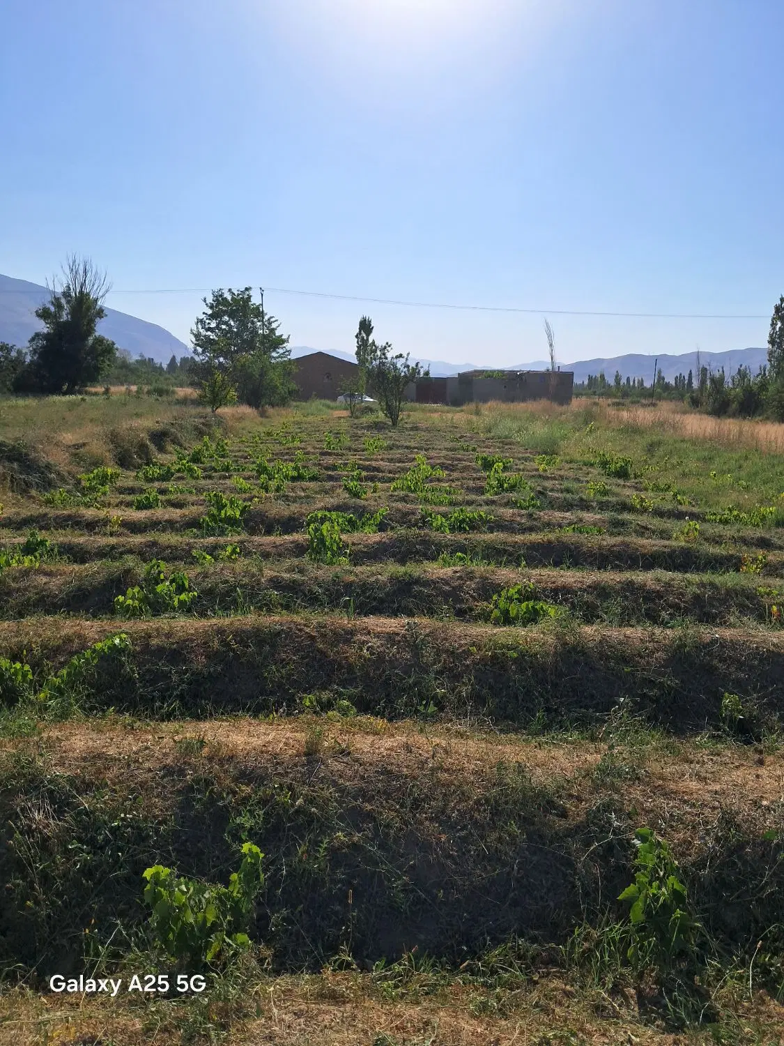زمین واقع در بخش انزل روستای گل تپه