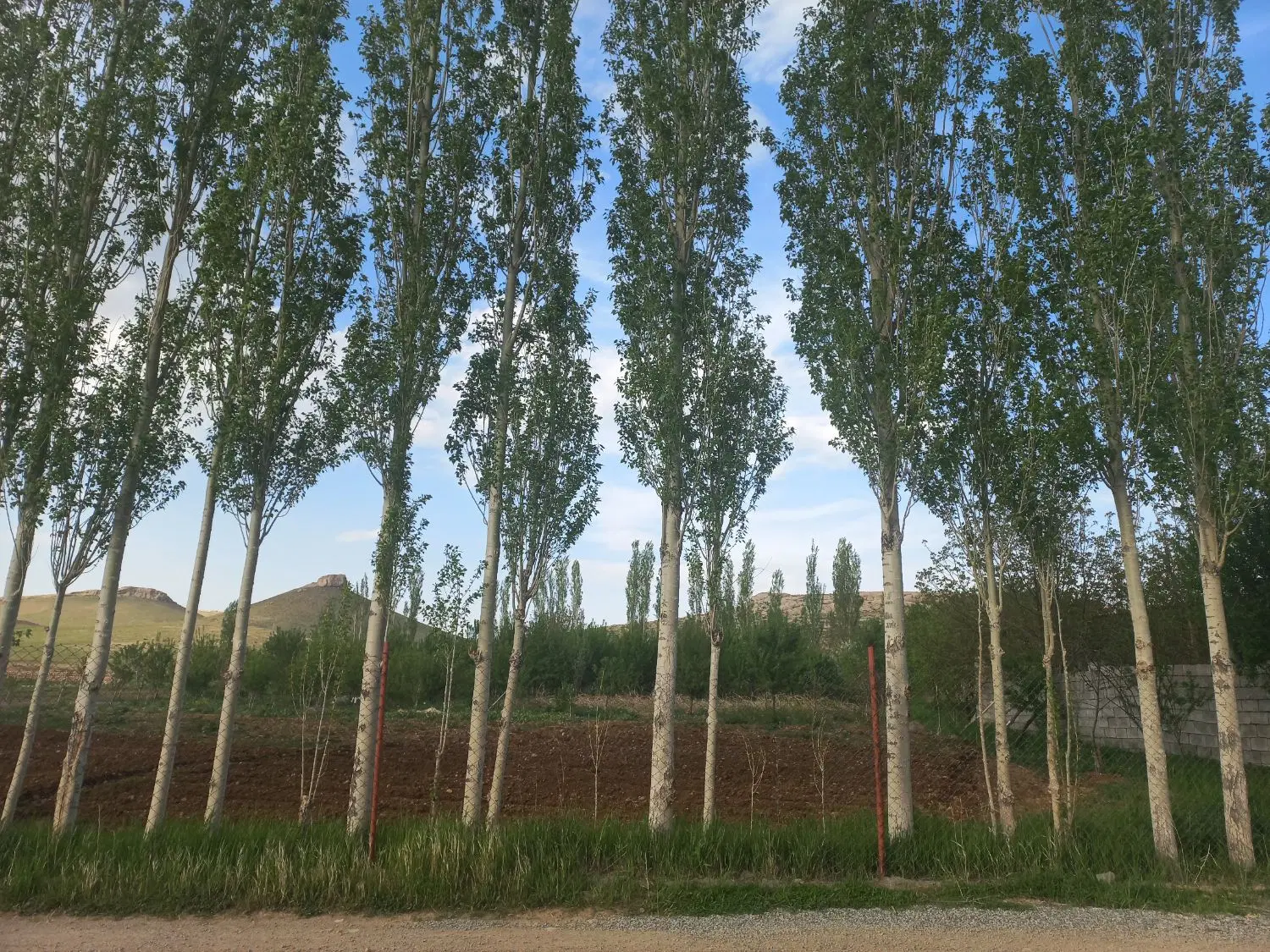 فروش باغ در ایلانی
