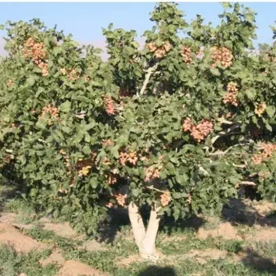 فروش باغ پسته