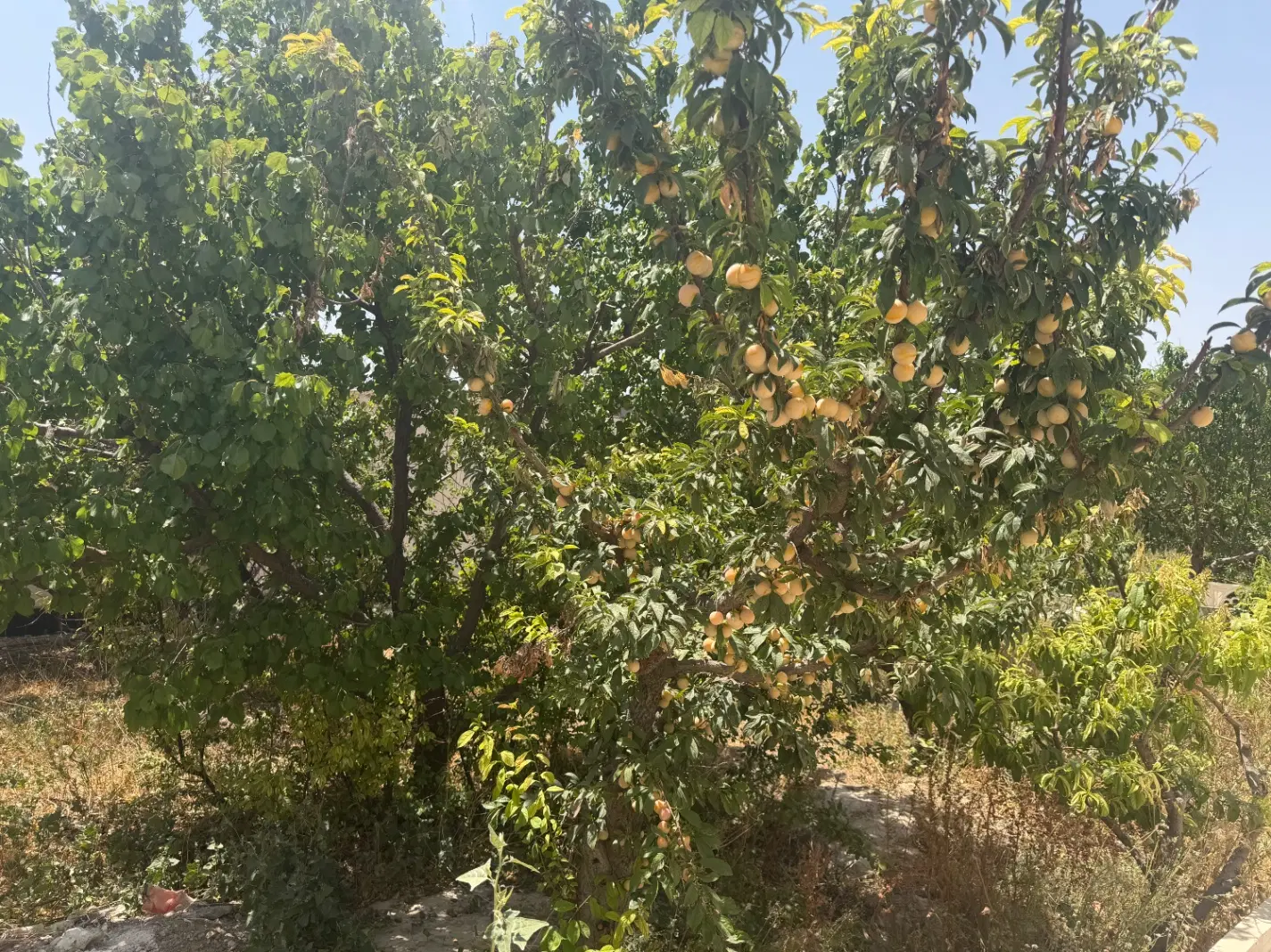 باغ میوه دهشاد پایین