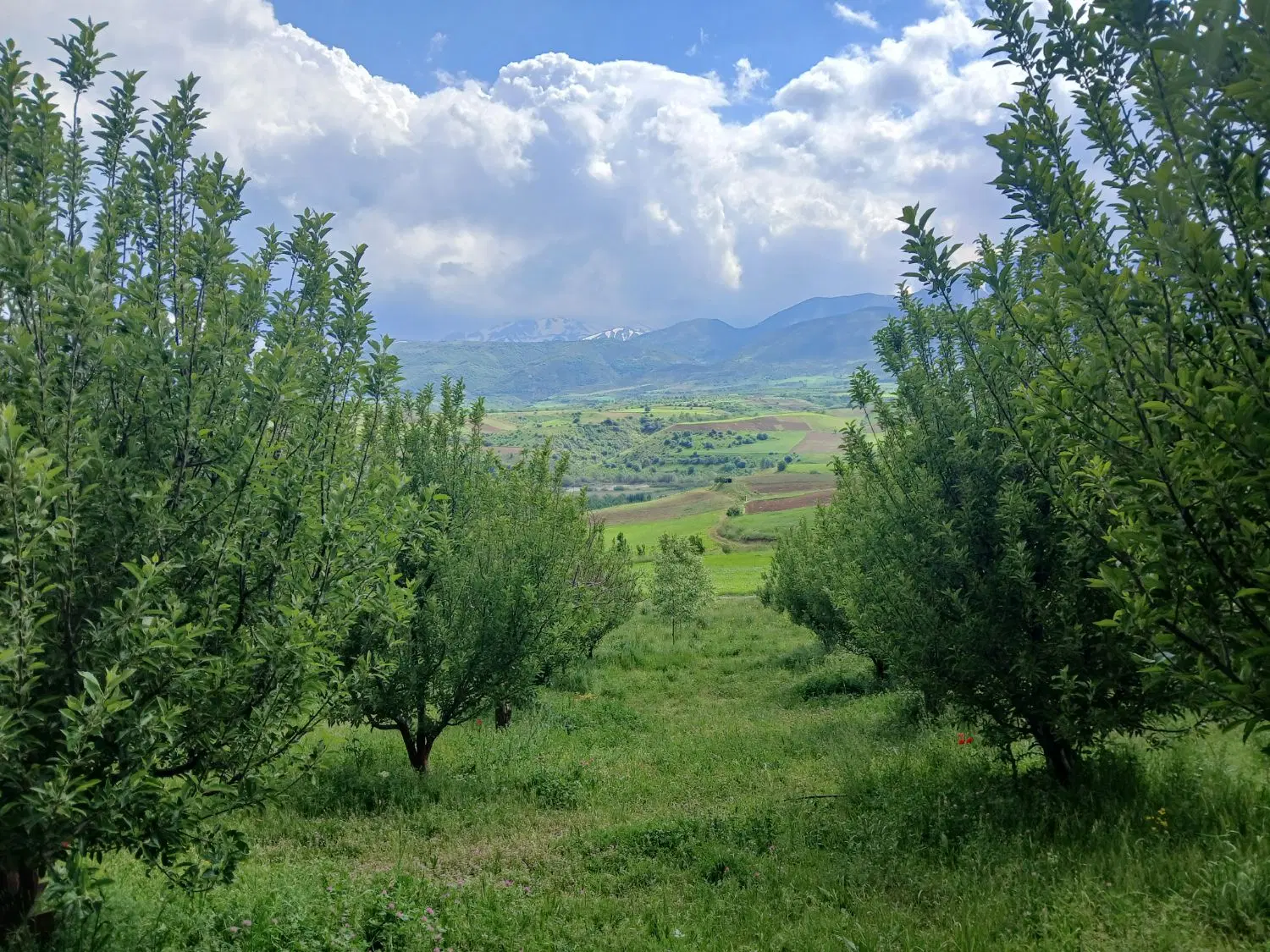 کارکرد ملی