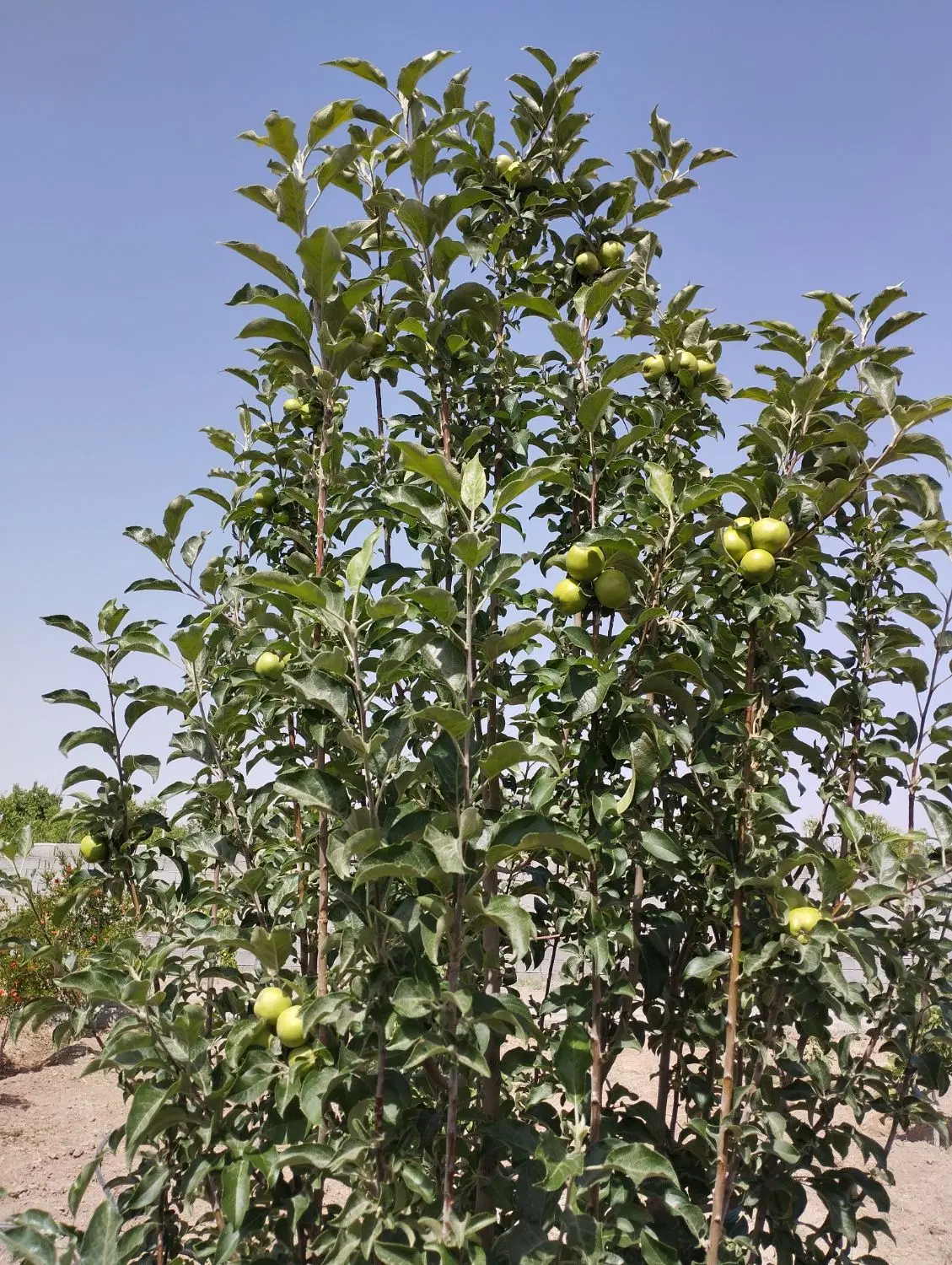 باغ حسین آباد رو بروی امیراباد