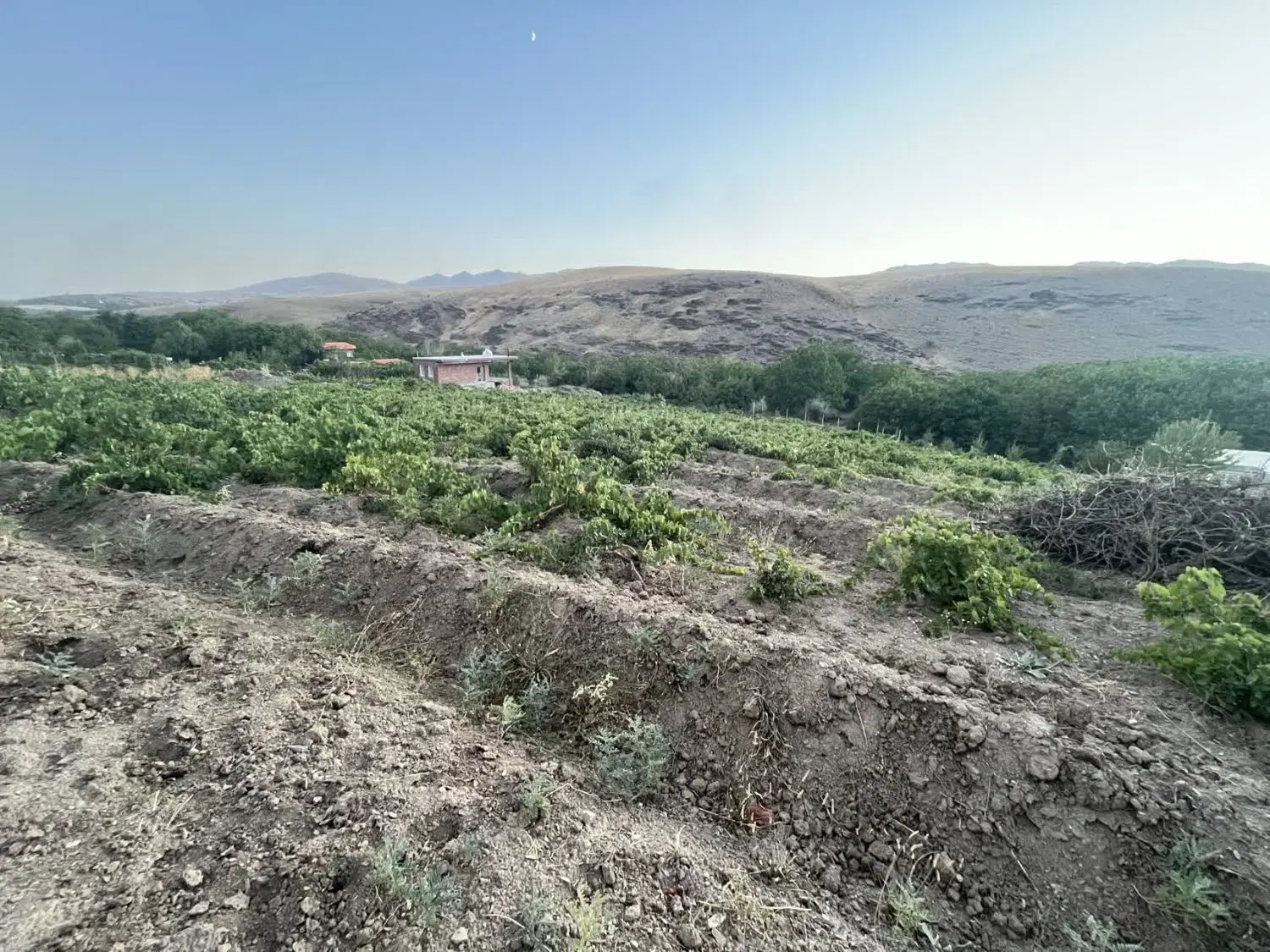 باغ انگور
