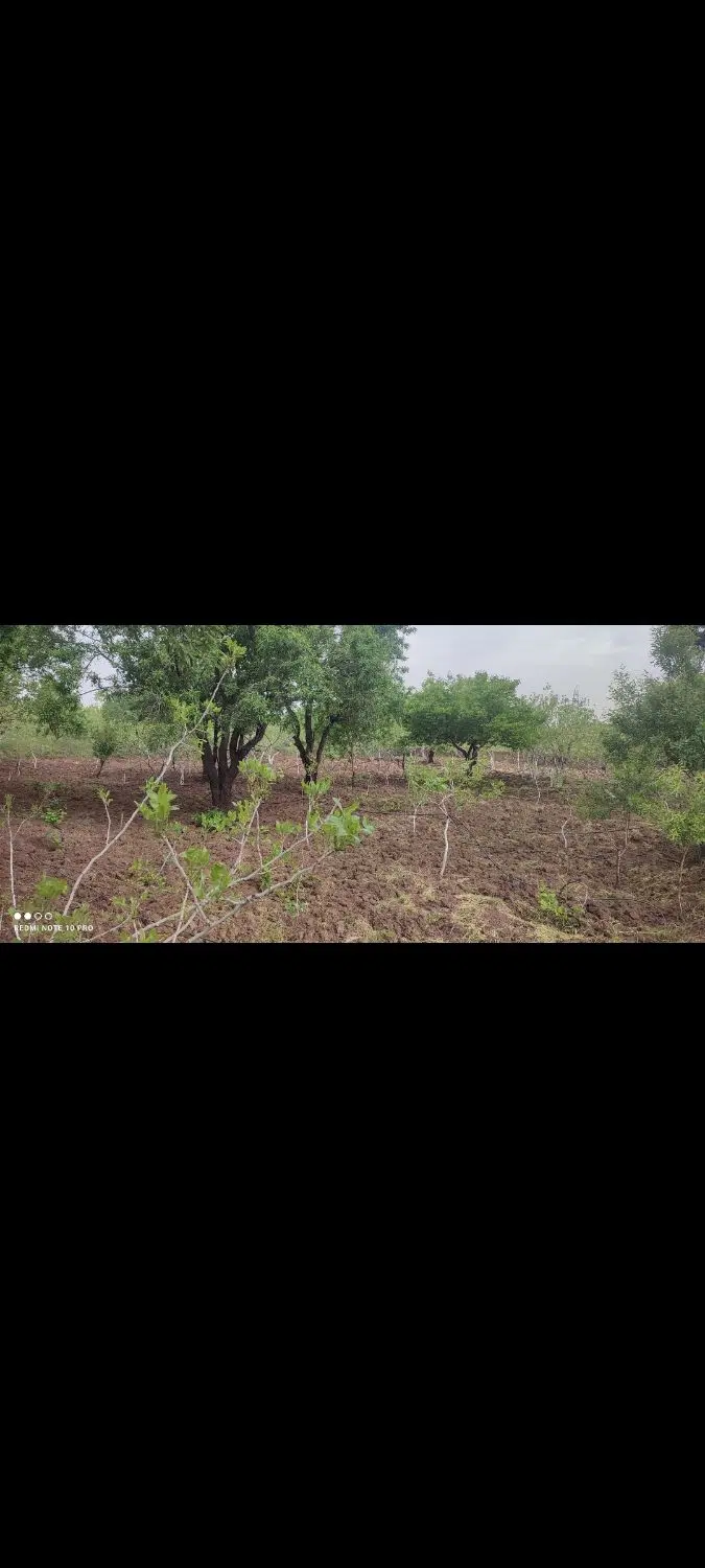 باغ پسته نزدیک شهر و محدوده راه آهن