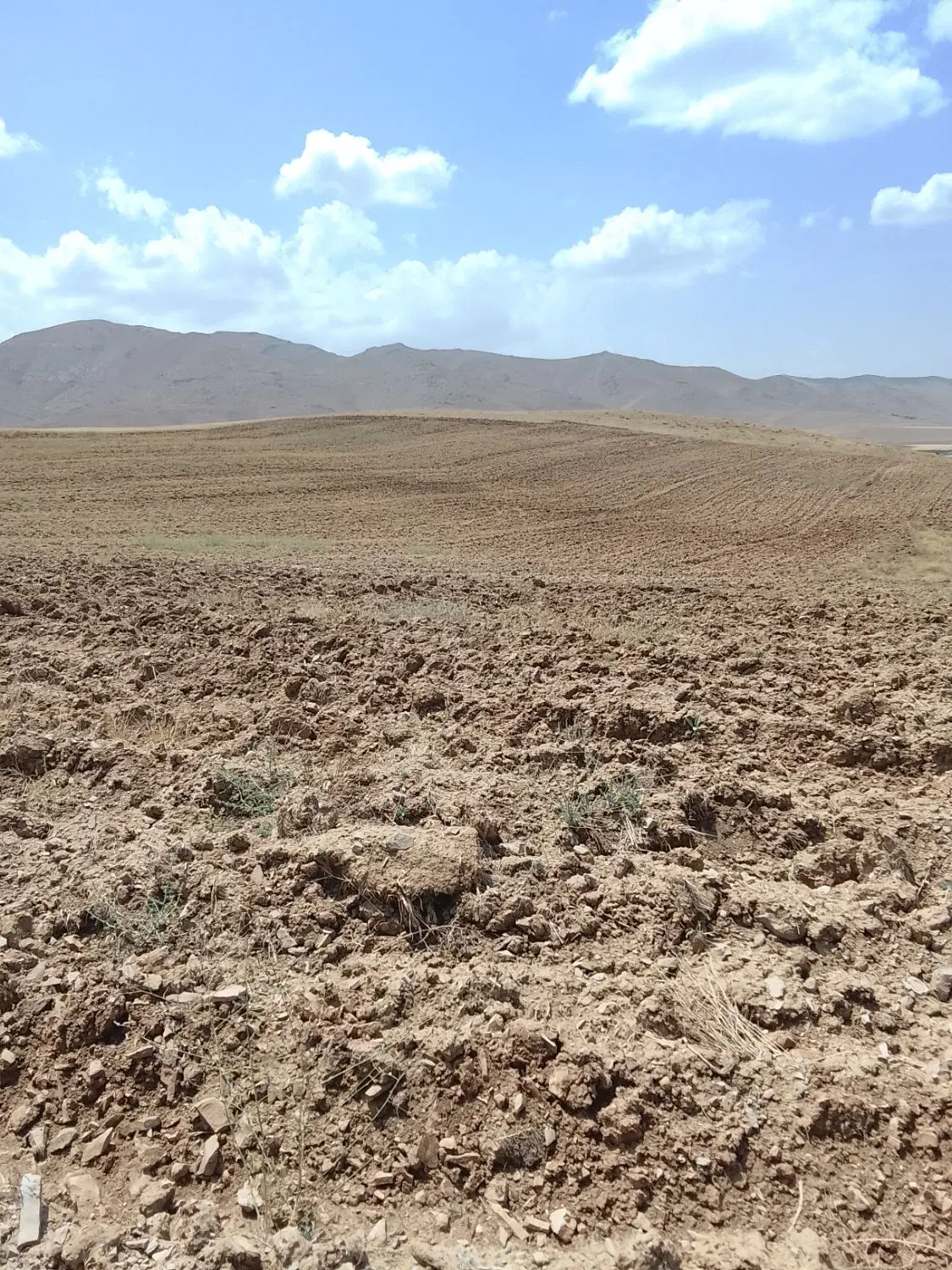 زمین دیمی زنگول اباد