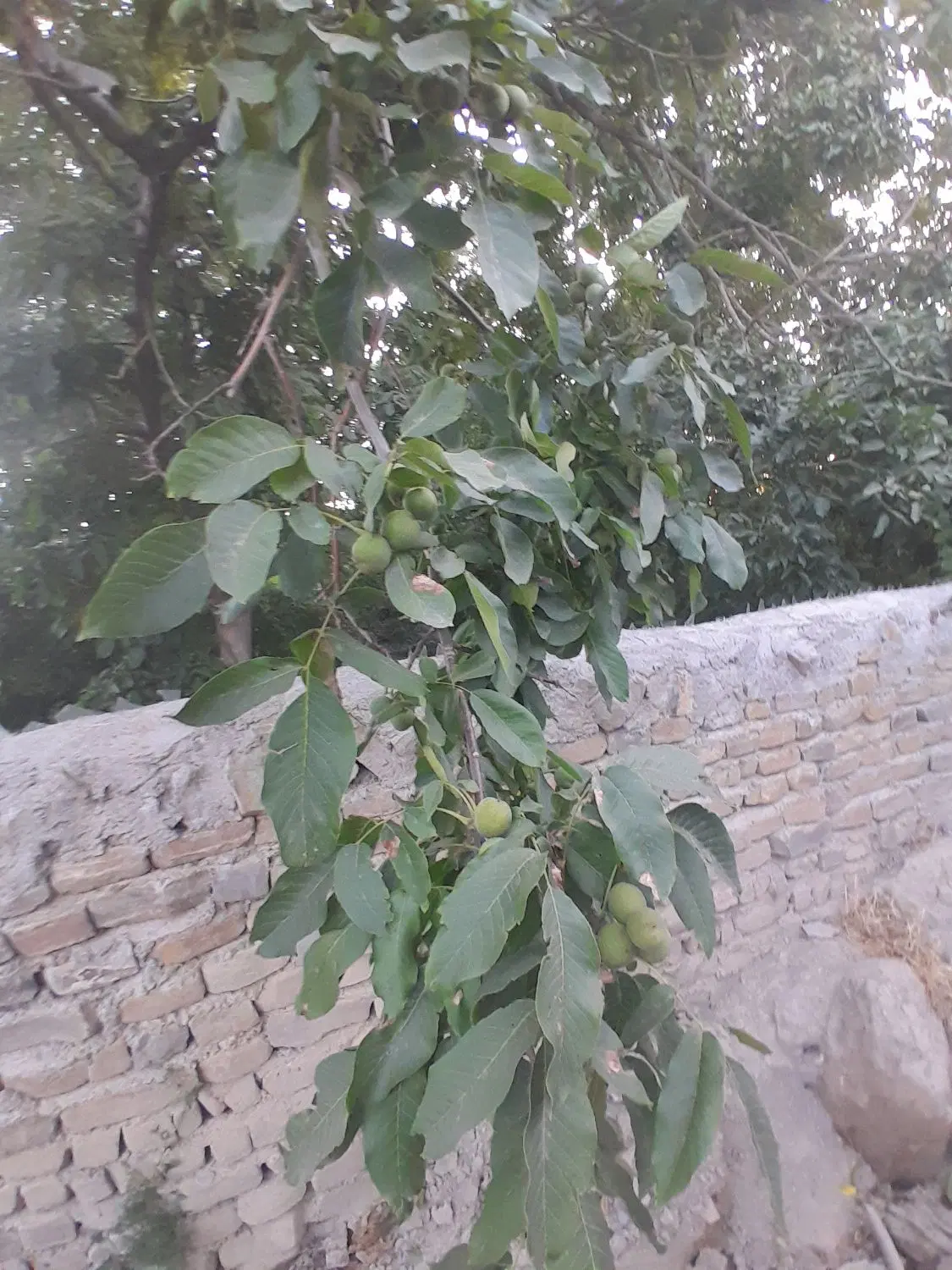 اجاره باغ گردو