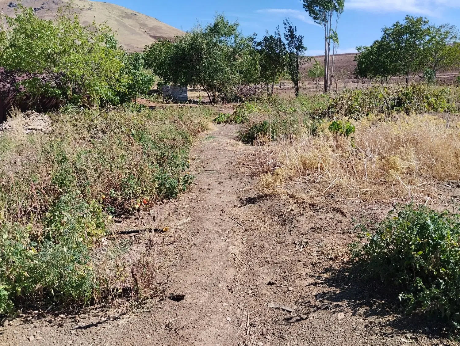 زمین کشاورزی برایه فروش