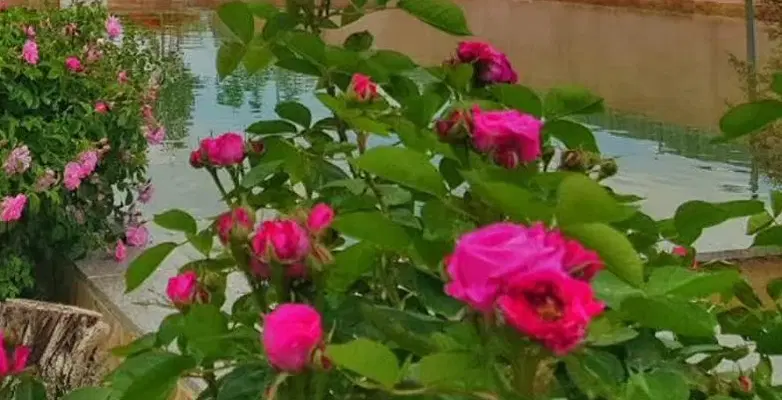 باغ 1800 متر علویجه مهردشت