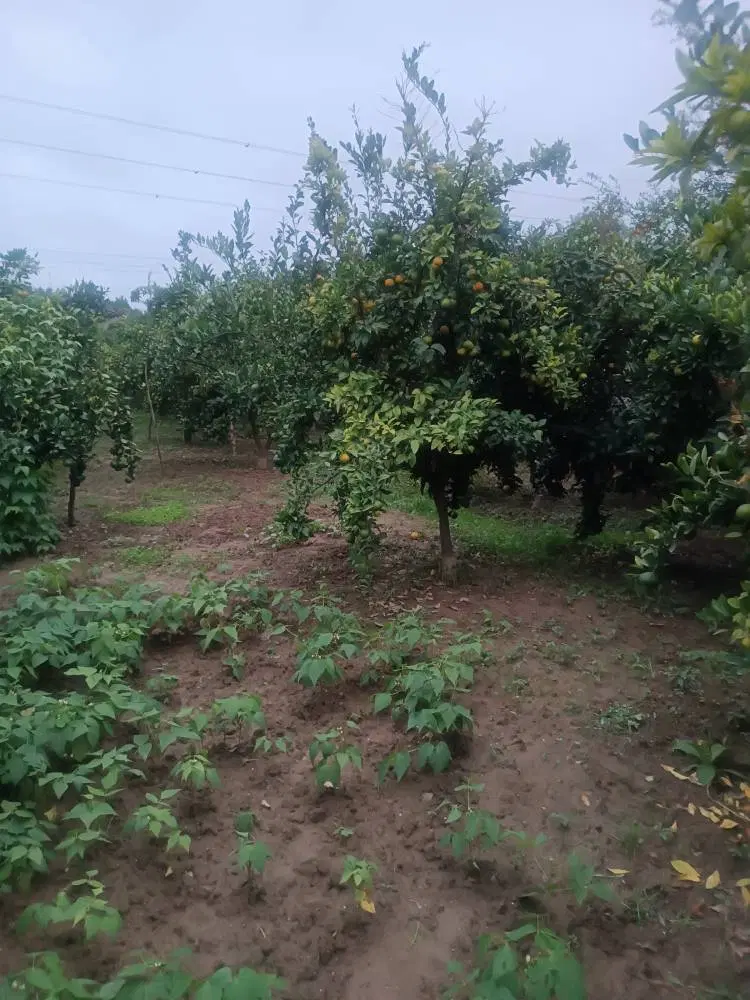 فروش زمین
