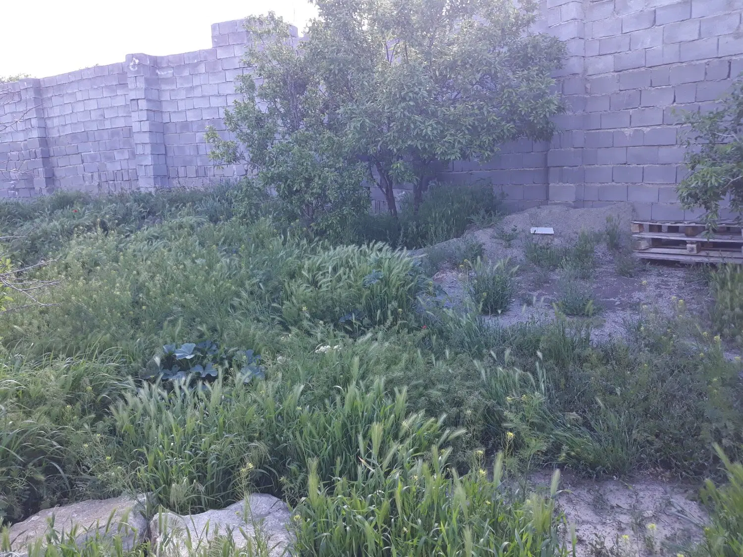 باغ چهار دیواری بحر جاده اصلی تصفیه خانه تفریجان