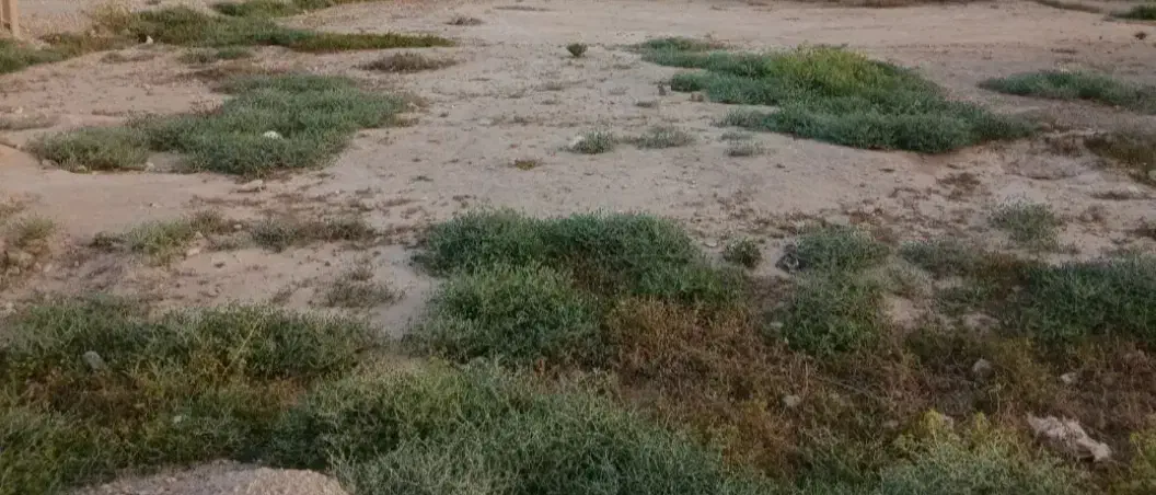 زمین مهران