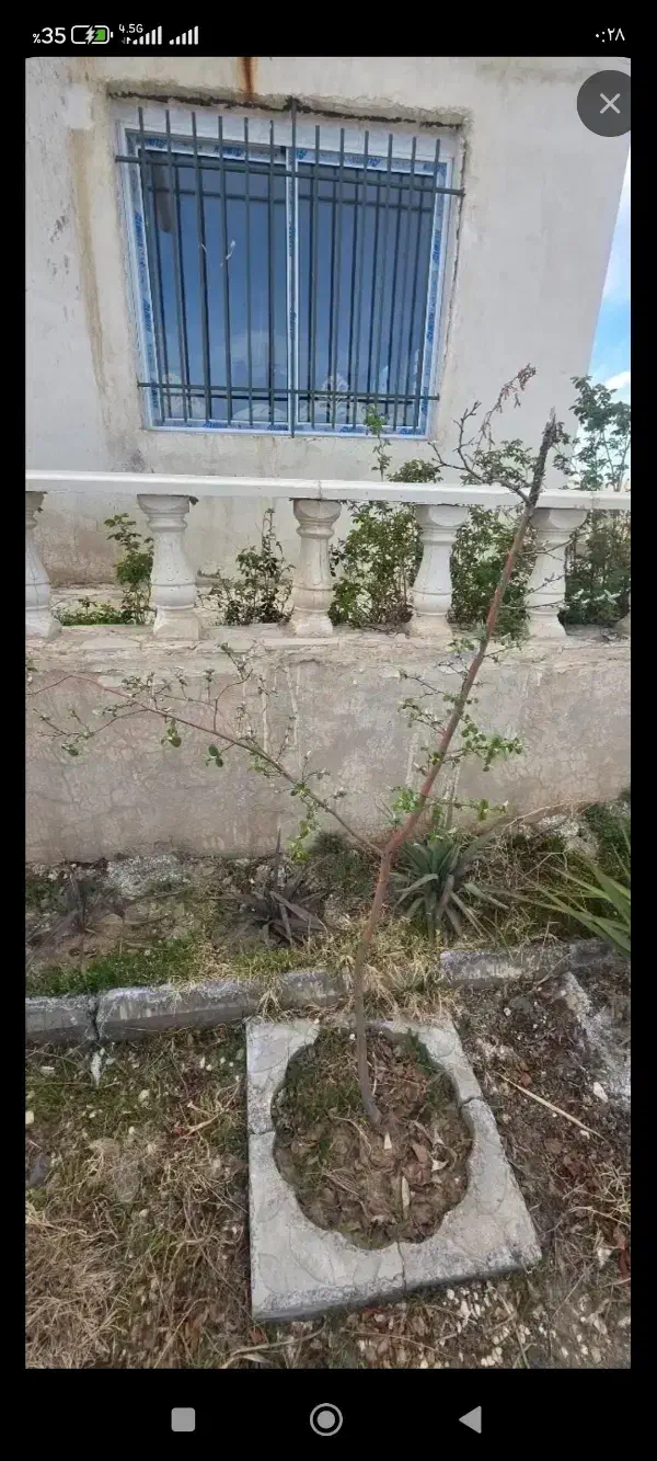 همخونه همخانه