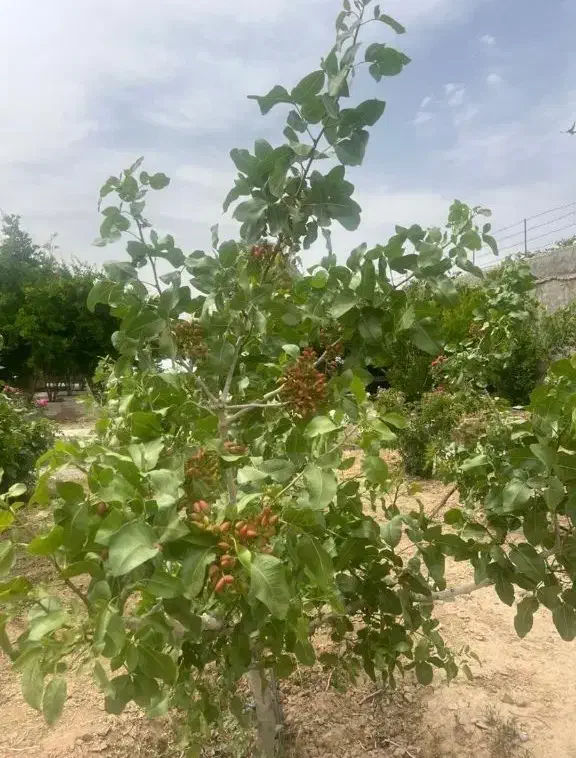 زمین باغ در آیجدان ورامین