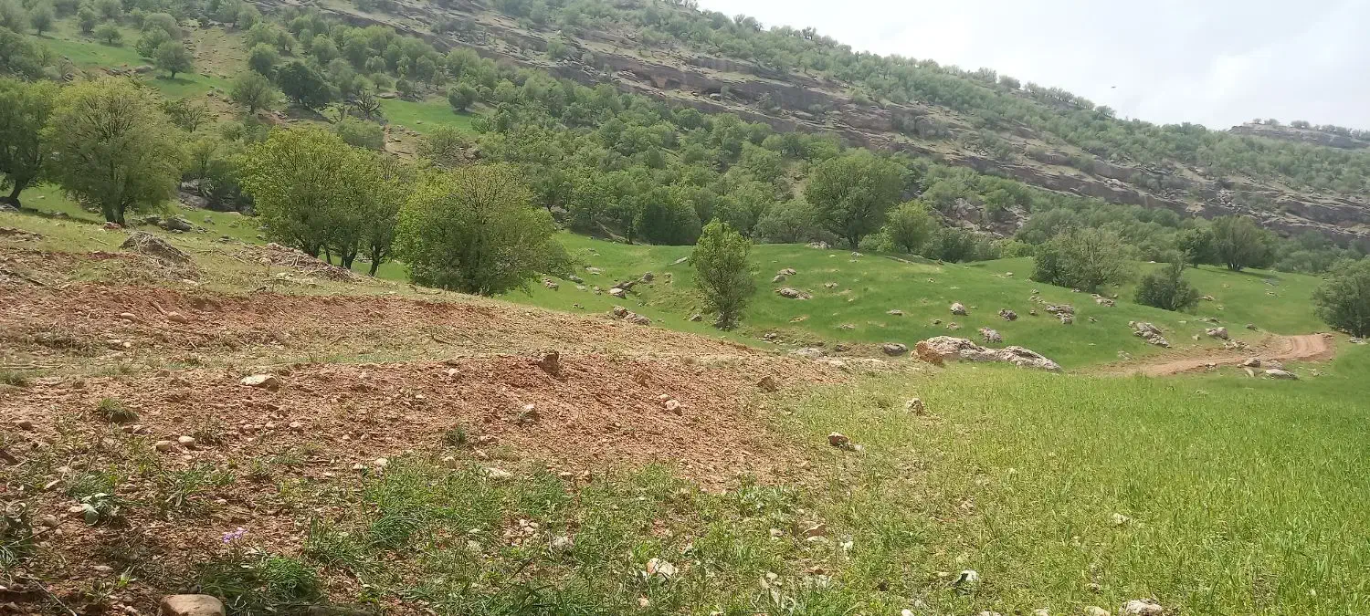 فروش زمین (ابریشم)