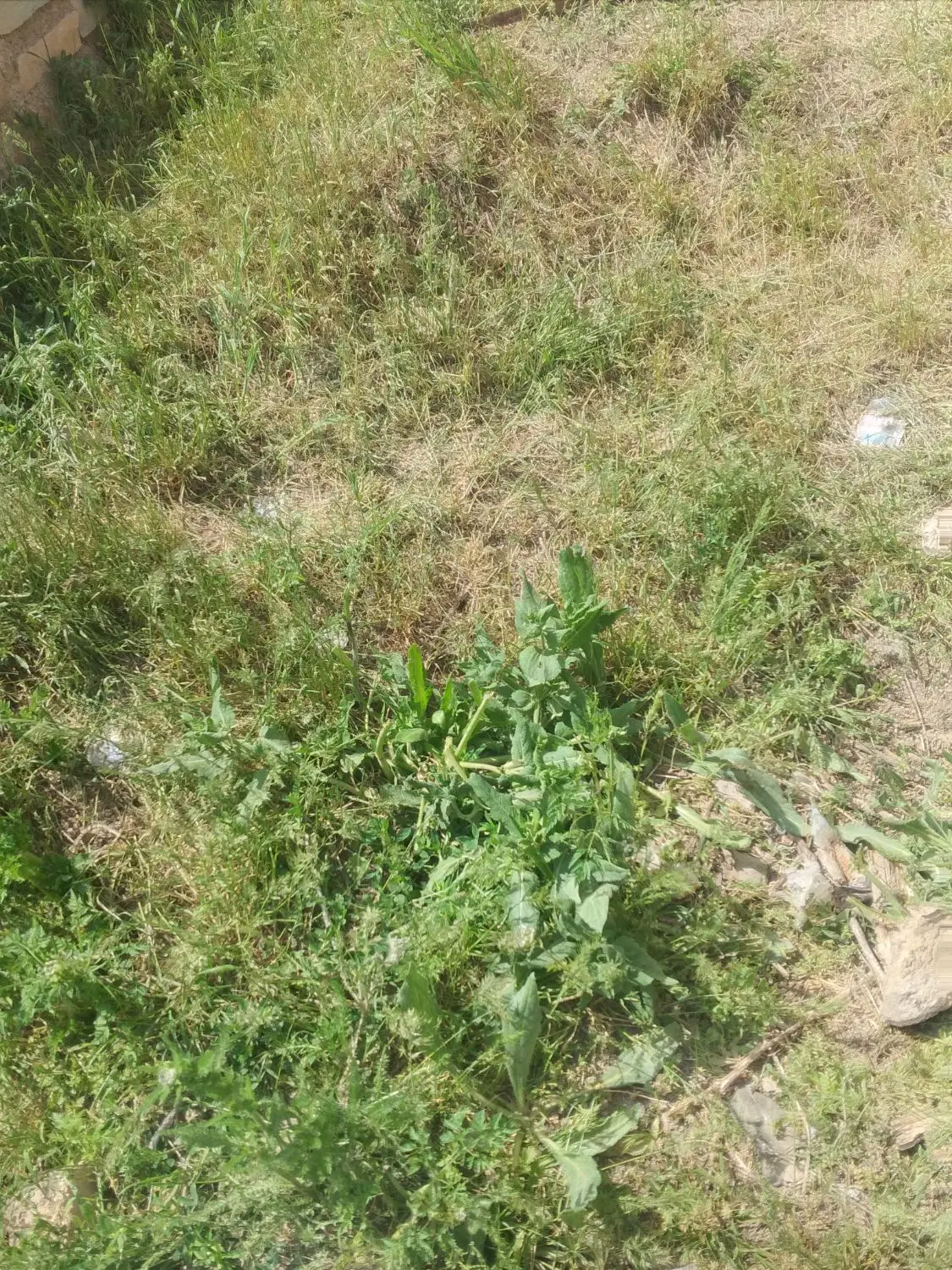اجاره زمین زراعی