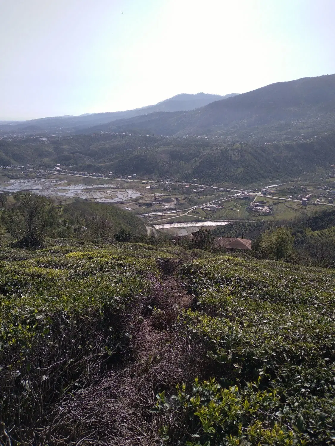 باغ چای ومرکبات