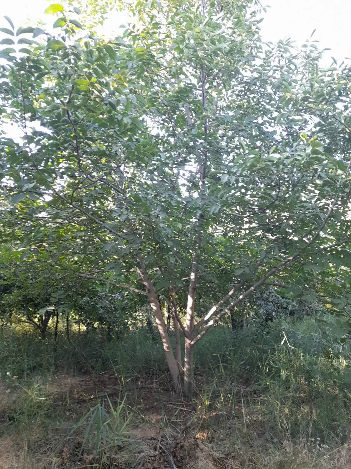 باغ