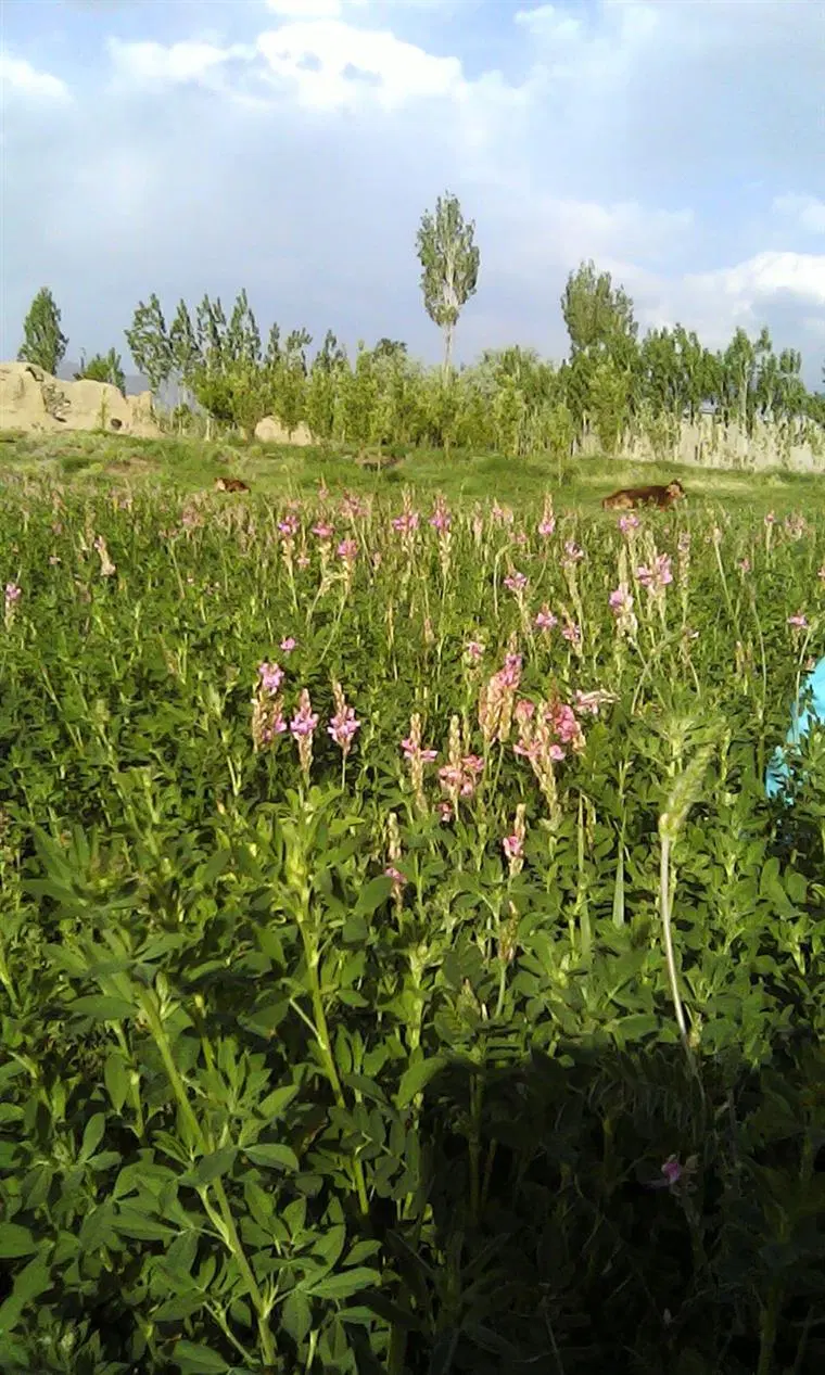 ۲۵ قصب زمین ساردو ییه
