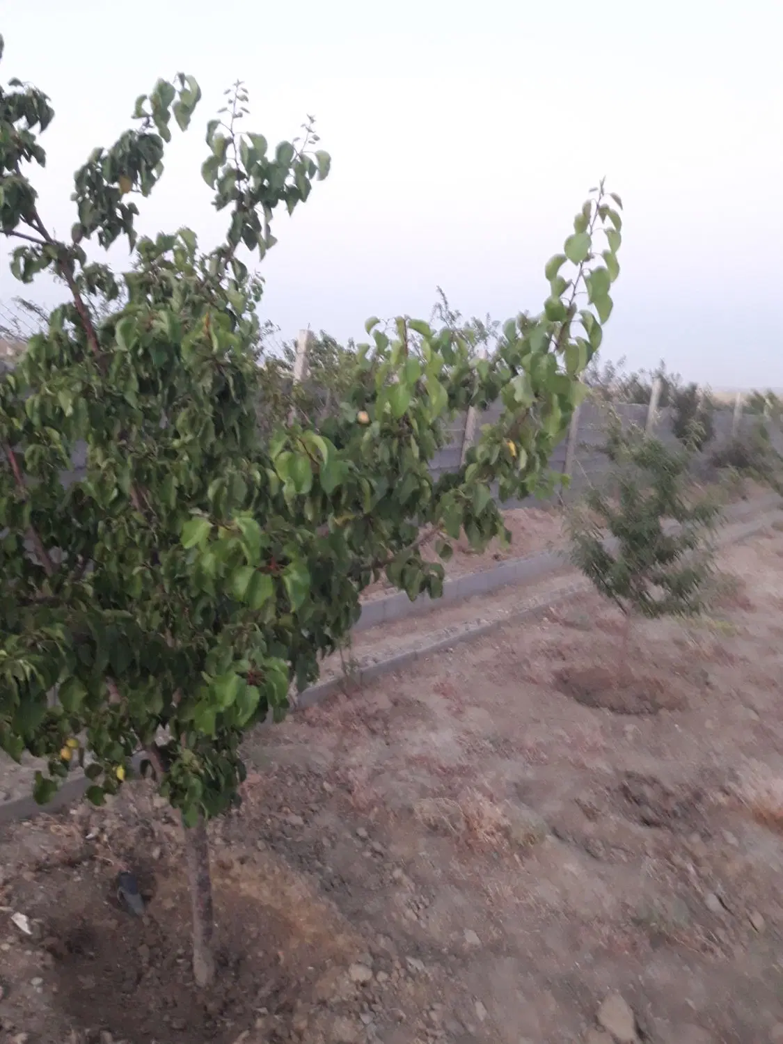 باغ